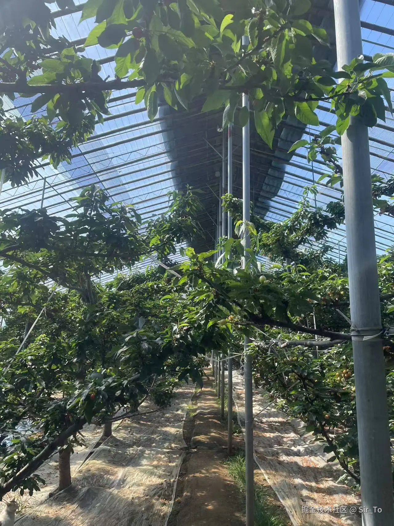 Sir_To于2026-04-06 11:49发布的图片