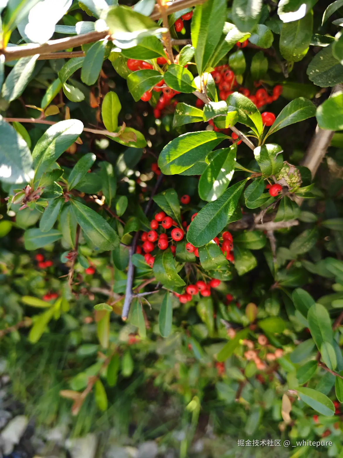 _whitepure于2025-12-04 20:09发布的图片