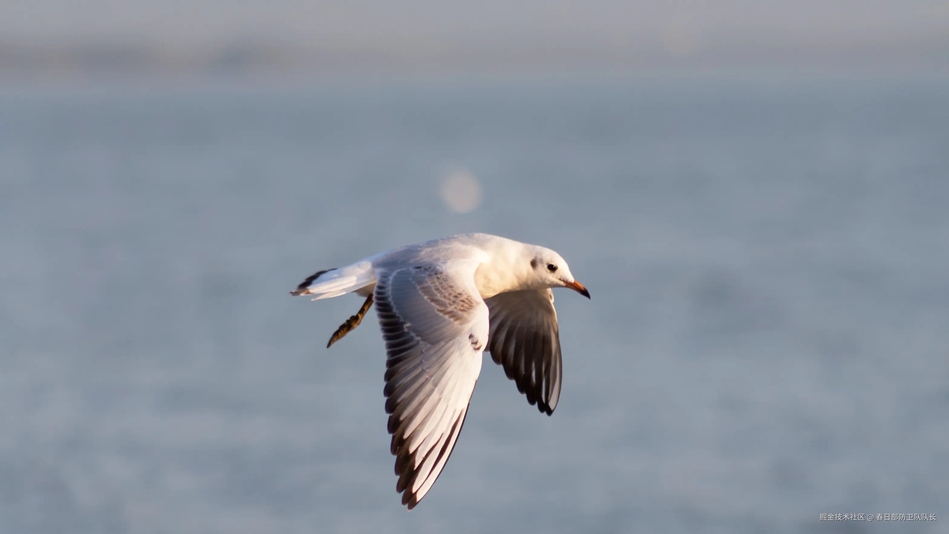 春日部防卫队队长于2024-12-02 09:50发布的图片