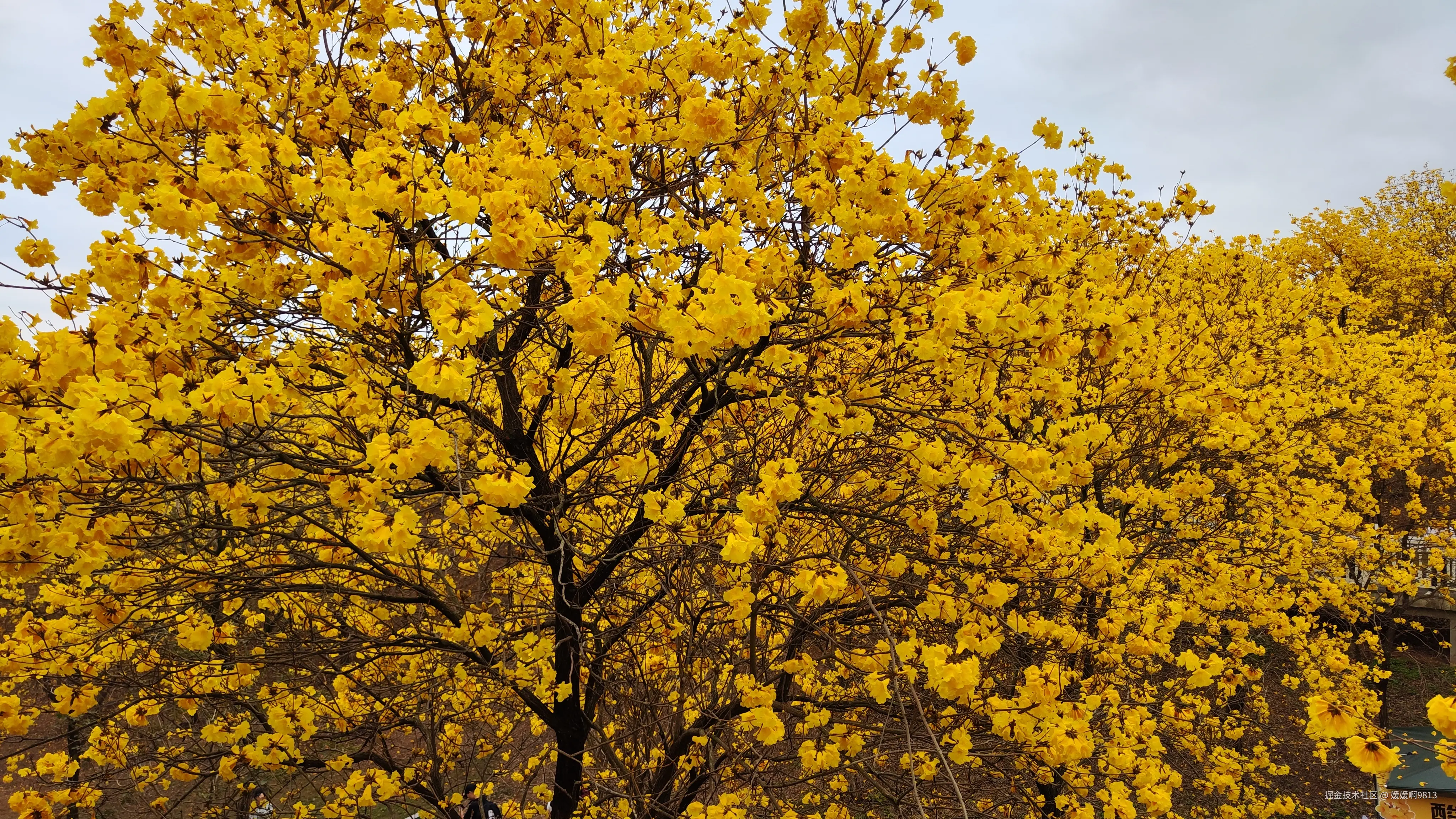 媛媛啊9813于2025-03-16 04:30发布的图片