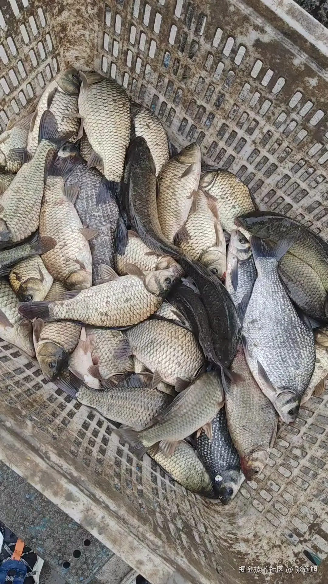 张鑫旭于2025-05-23 18:54发布的图片