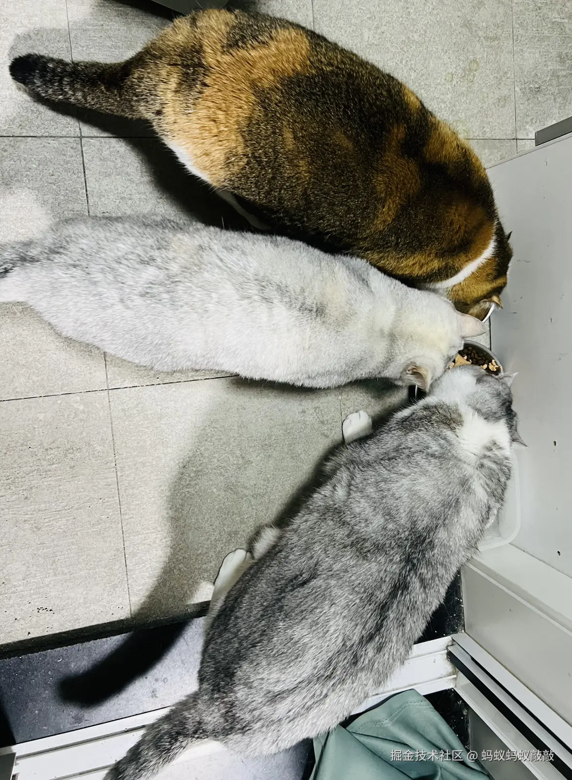 蚂蚁蚂蚁敲敲于2025-01-03 20:12发布的图片