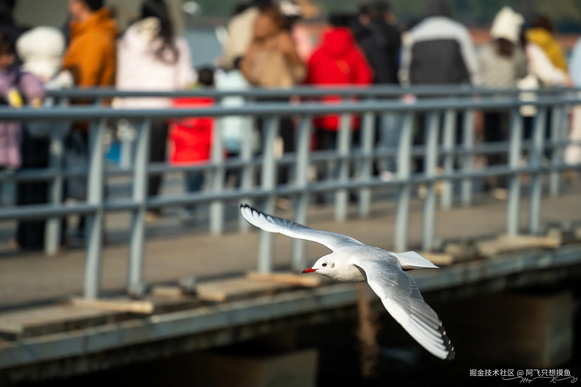 阿飞只想摸鱼于2024-12-20 02:23发布的图片