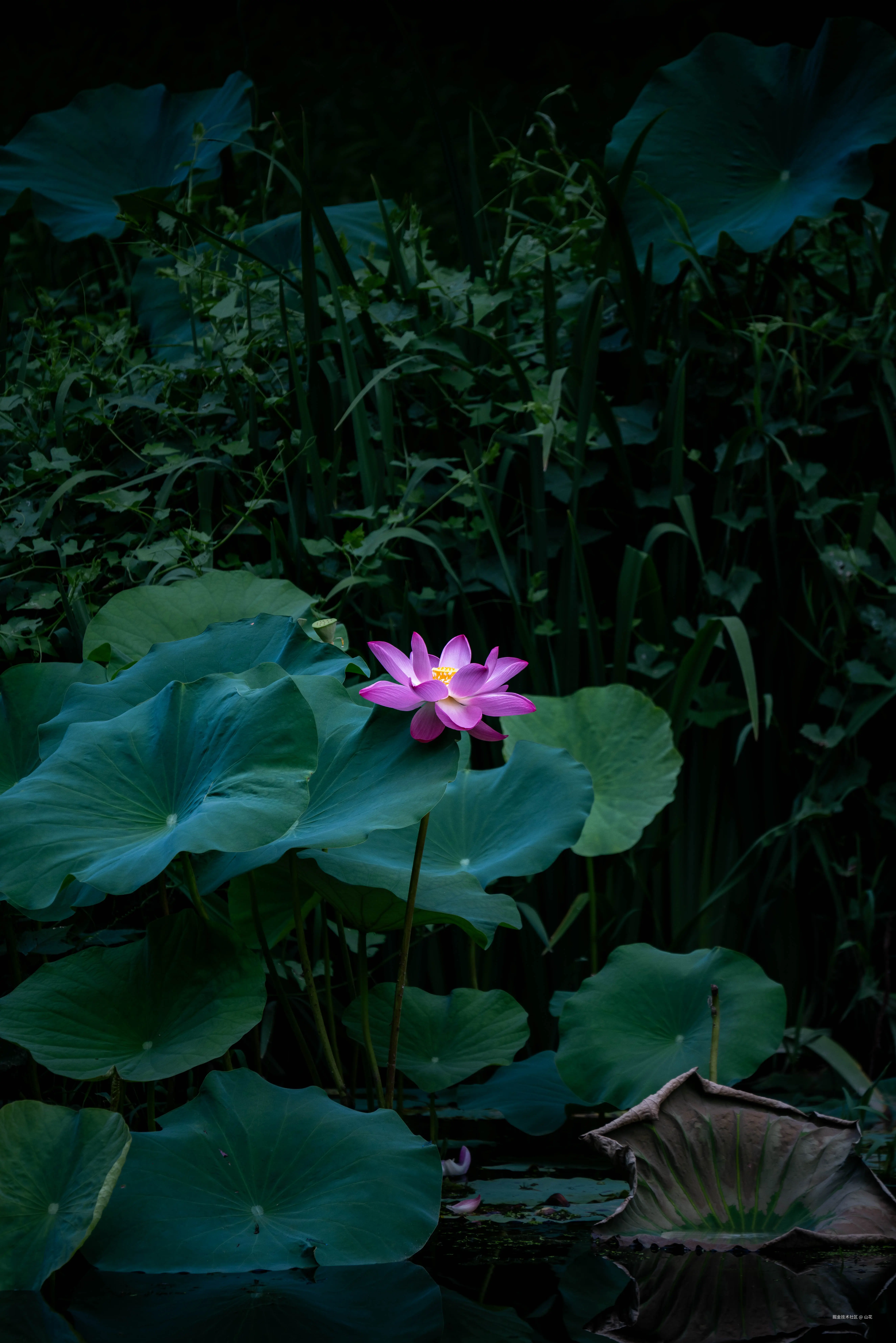 山花于2025-07-14 12:02发布的图片