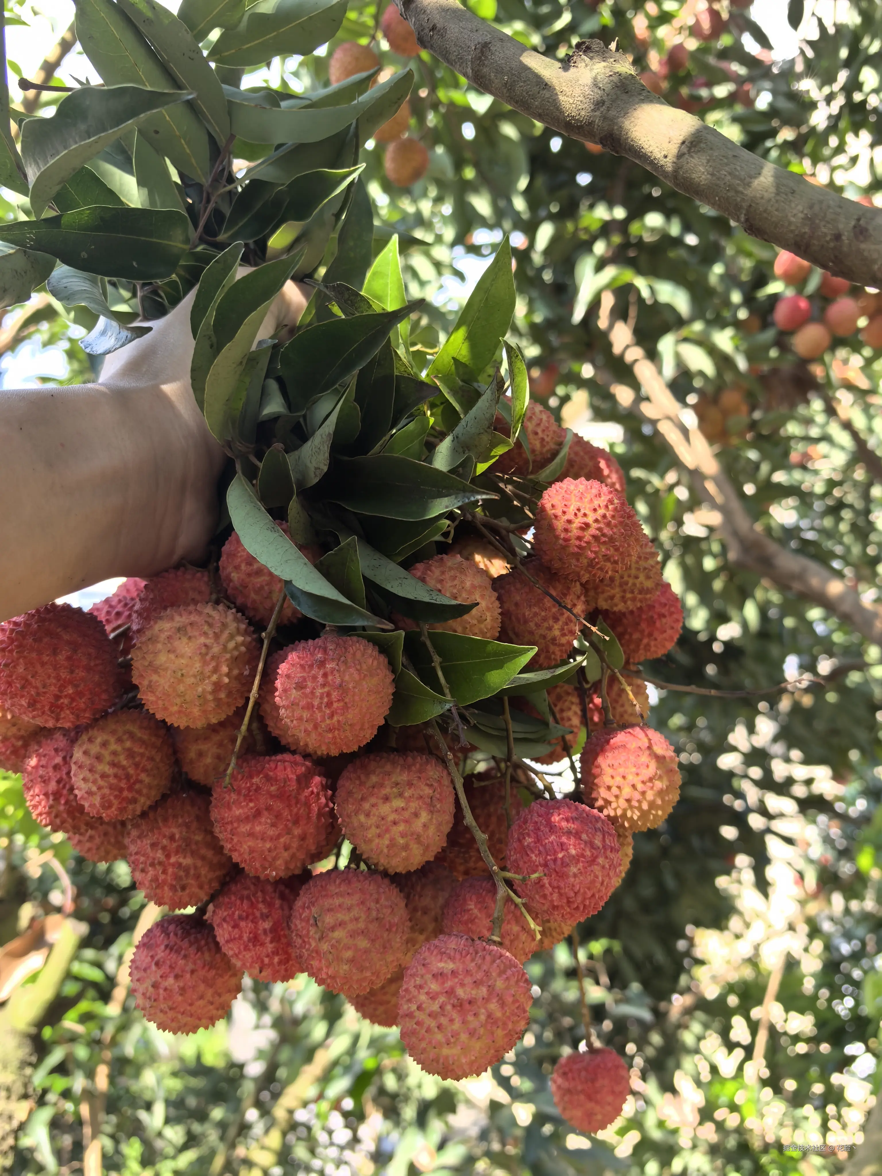 花脸丶于2025-06-06 09:01发布的图片