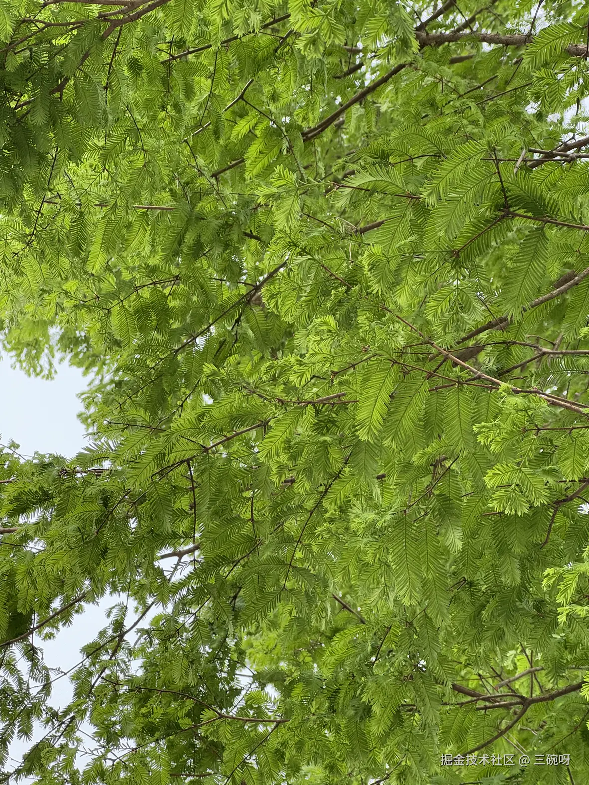 三碗呀于2025-04-16 10:09发布的图片