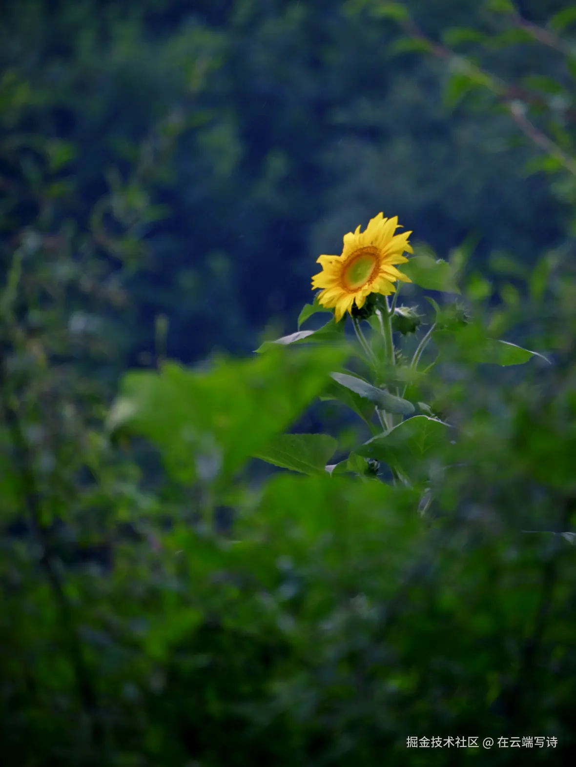 在云端写诗于2025-08-04 10:49发布的图片