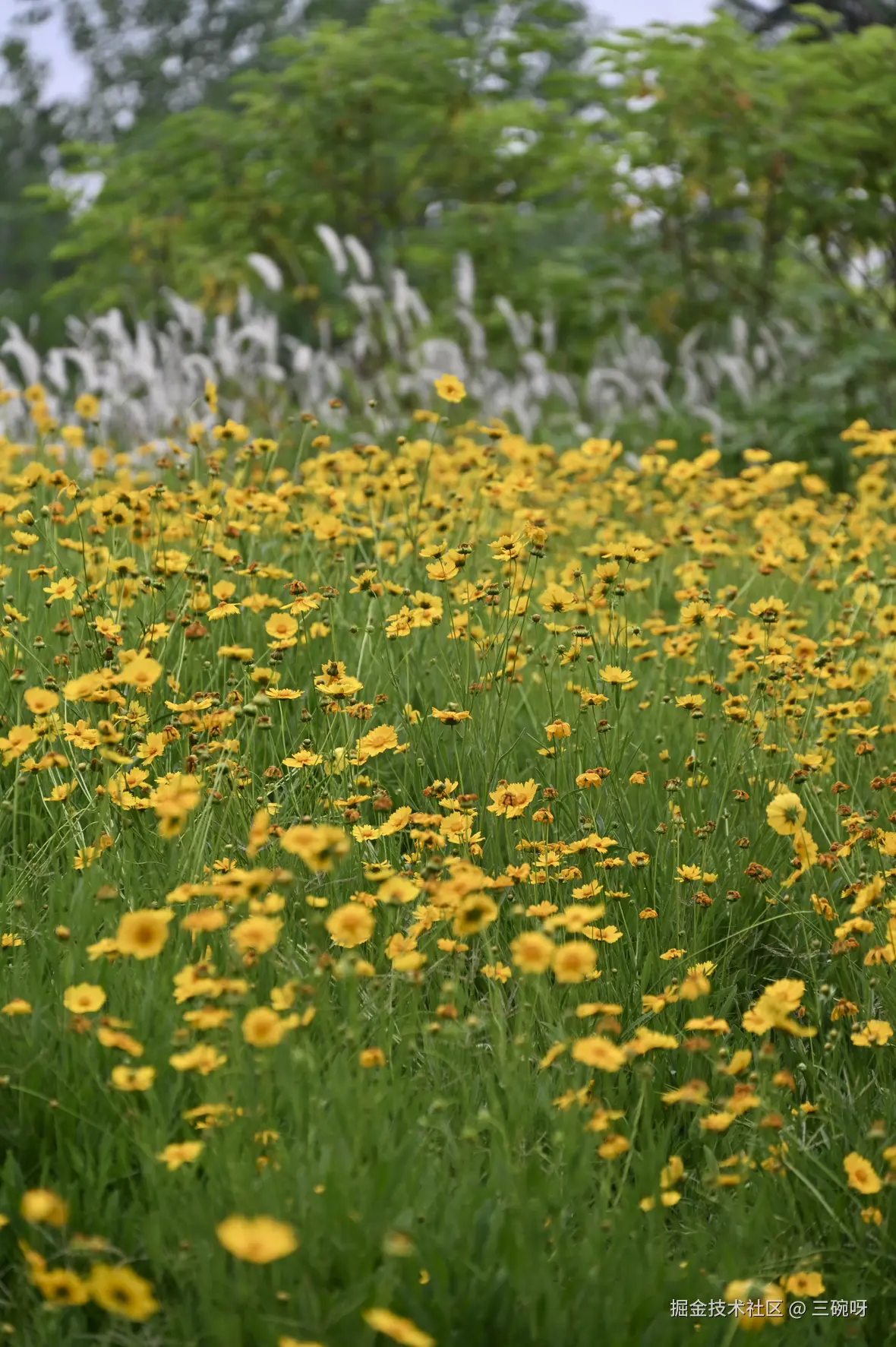 三碗呀于2025-05-19 11:49发布的图片