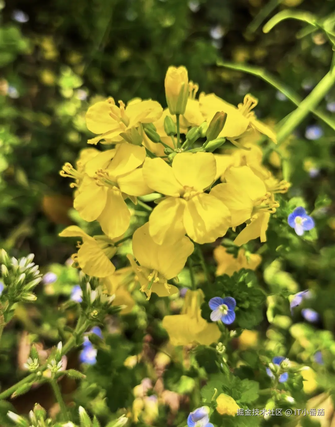 IT小番茄于2026-04-04 17:46发布的图片