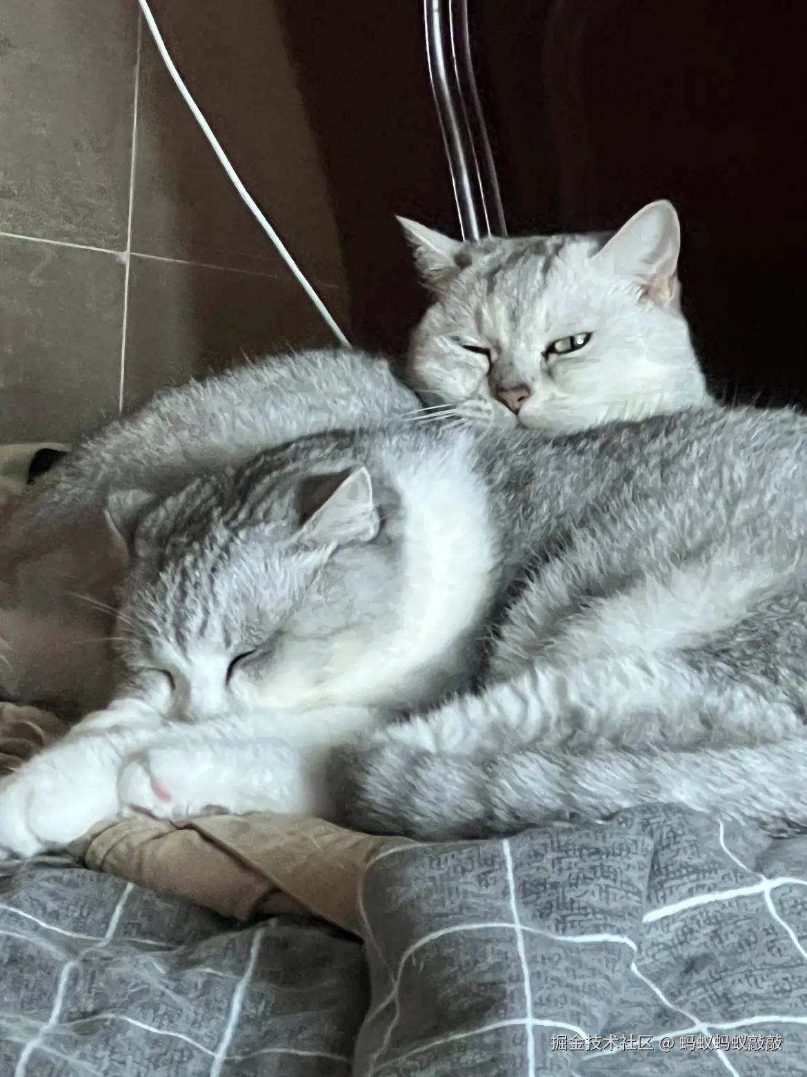 蚂蚁蚂蚁敲敲于2024-09-24 13:12发布的图片