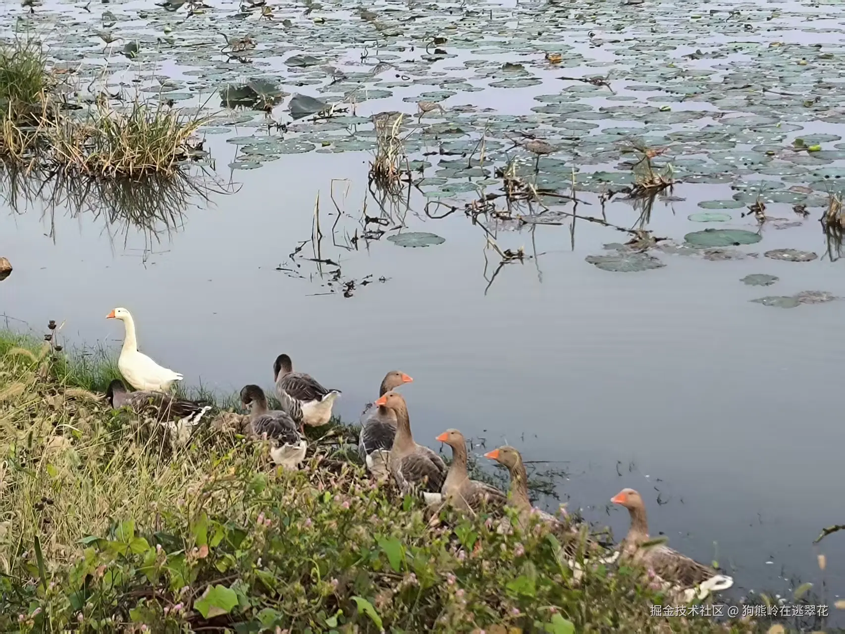 狗熊岭在逃翠花于2025-10-13 05:49发布的图片
