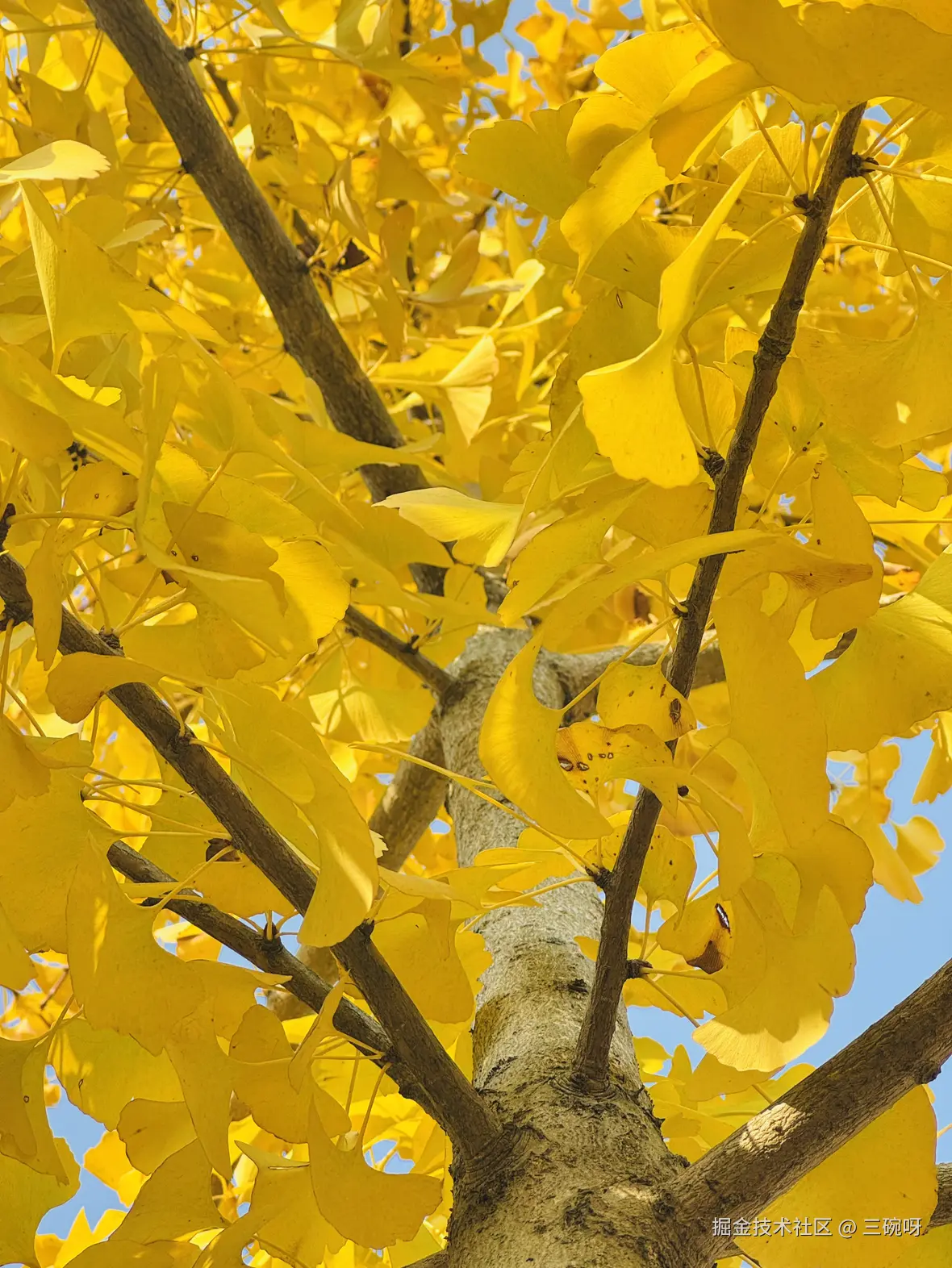 三碗呀于2024-12-03 10:19发布的图片