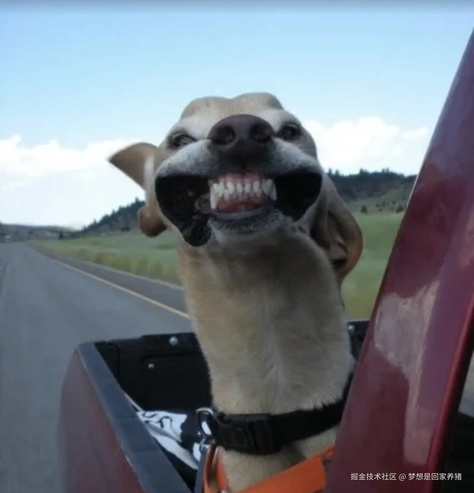 梦想是回家养猪于2025-12-04 10:12发布的图片