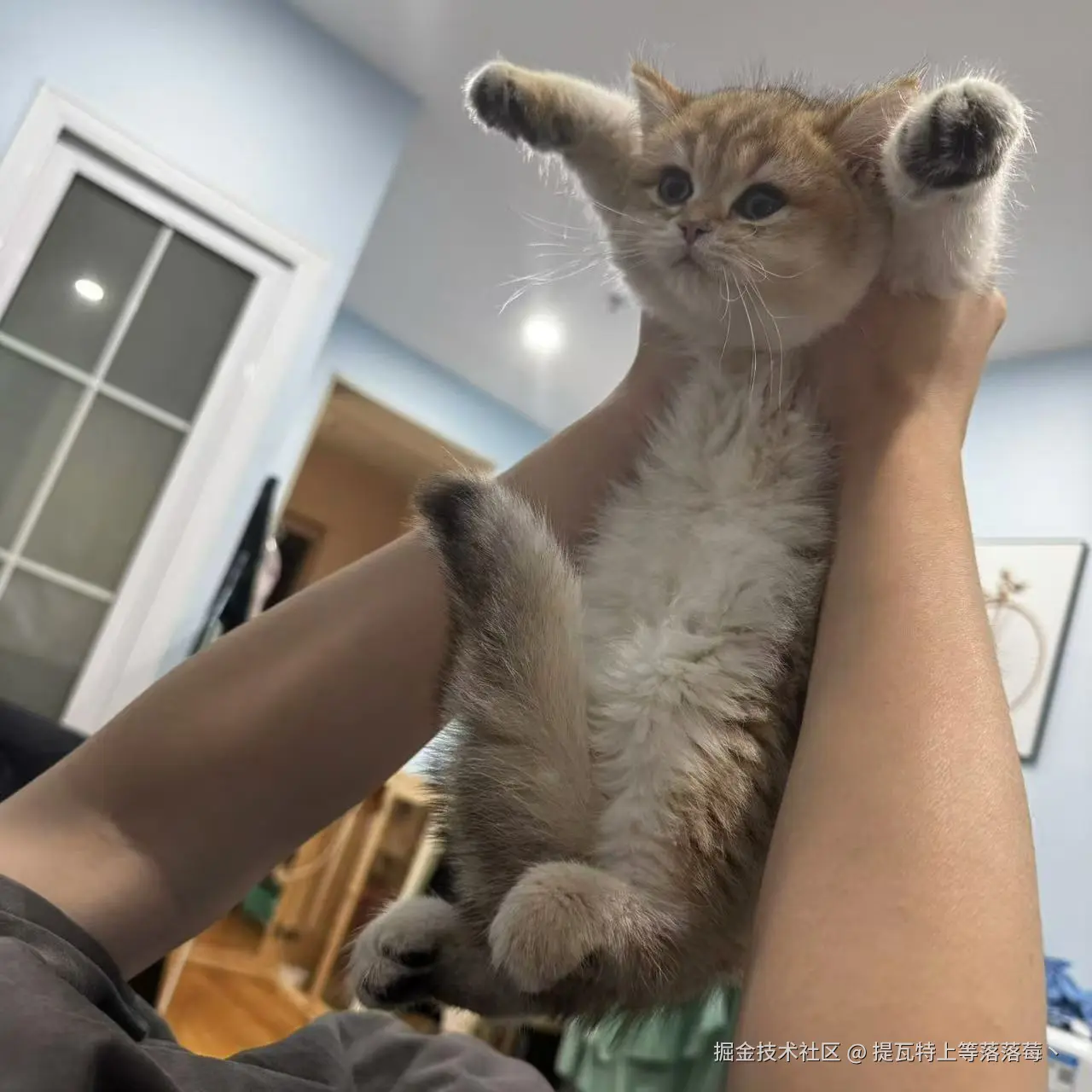 提瓦特上等落落莓丶于2024-11-04 08:47发布的图片