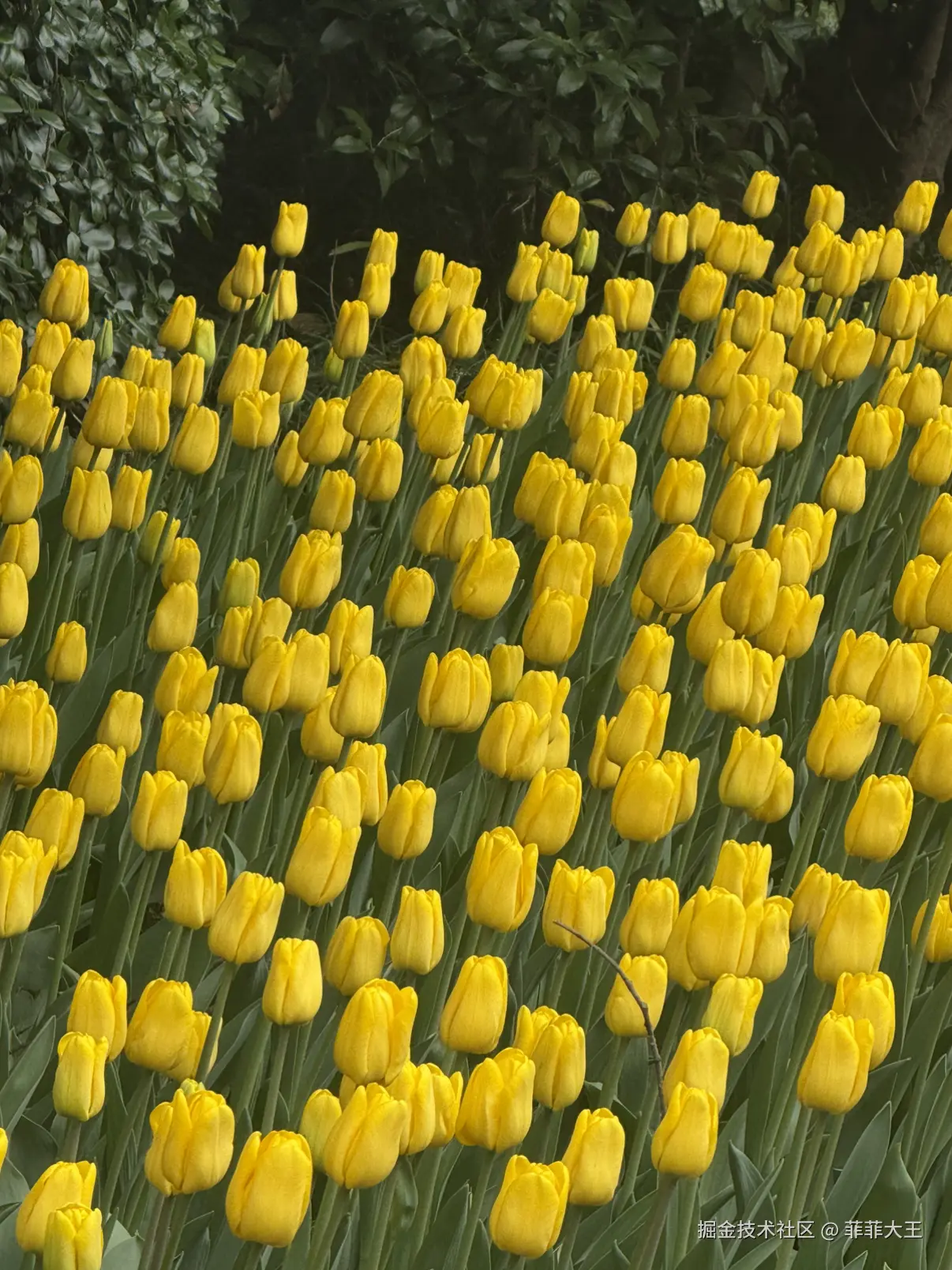 菲菲大王于2026-03-09 10:13发布的图片