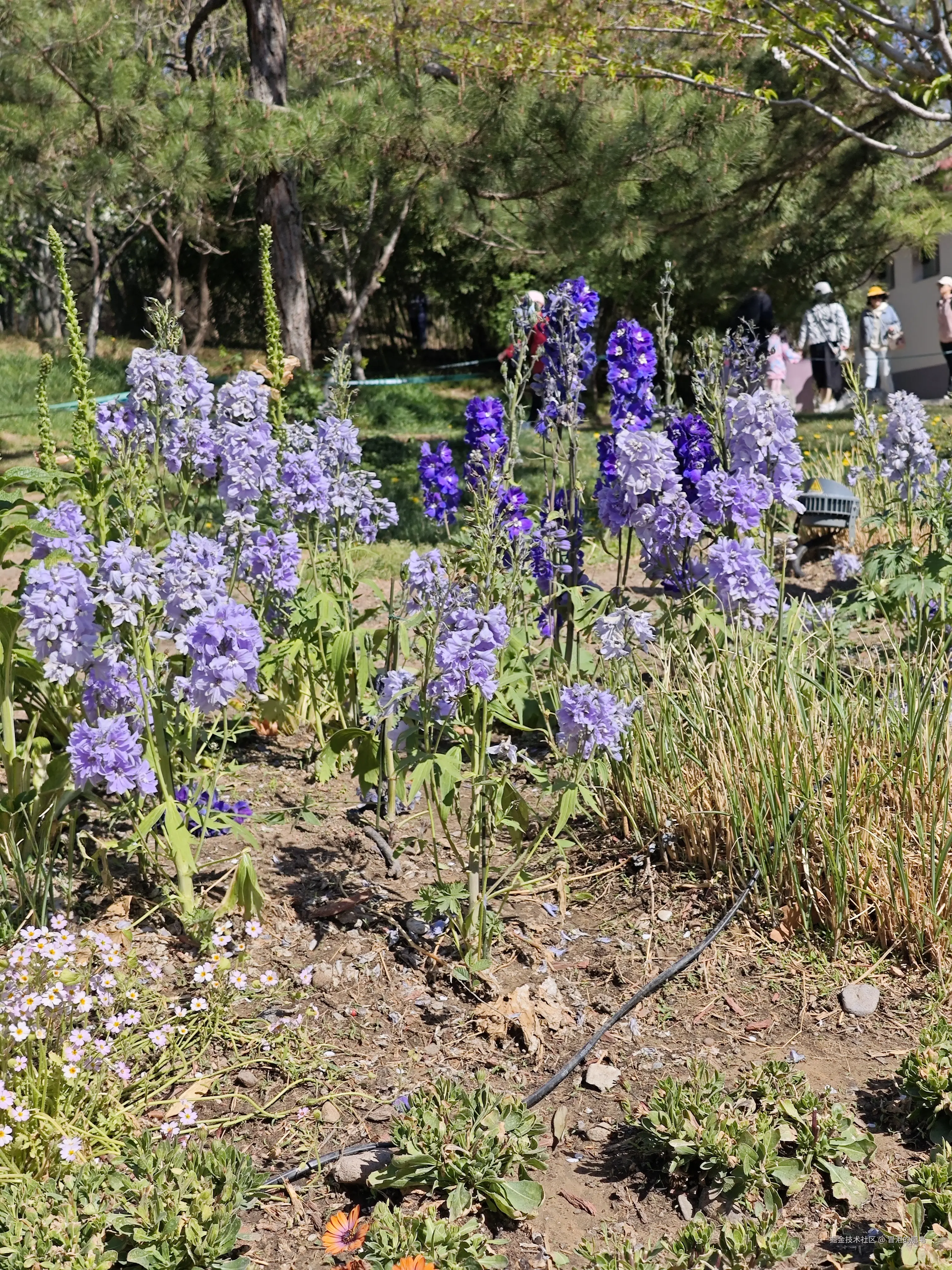 冒泡的肥皂于2025-04-05 11:12发布的图片