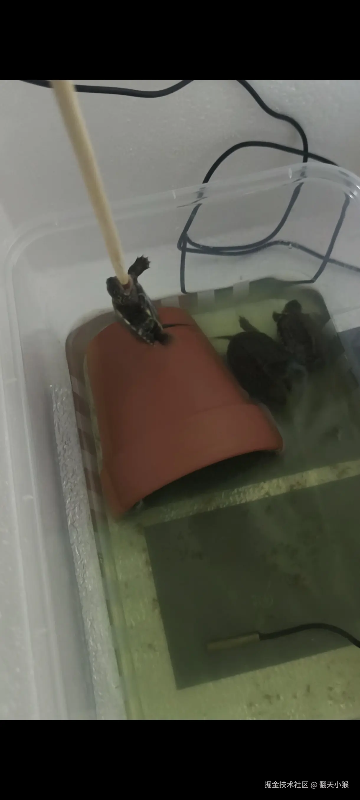 翻天小猴于2024-10-30 16:53发布的图片