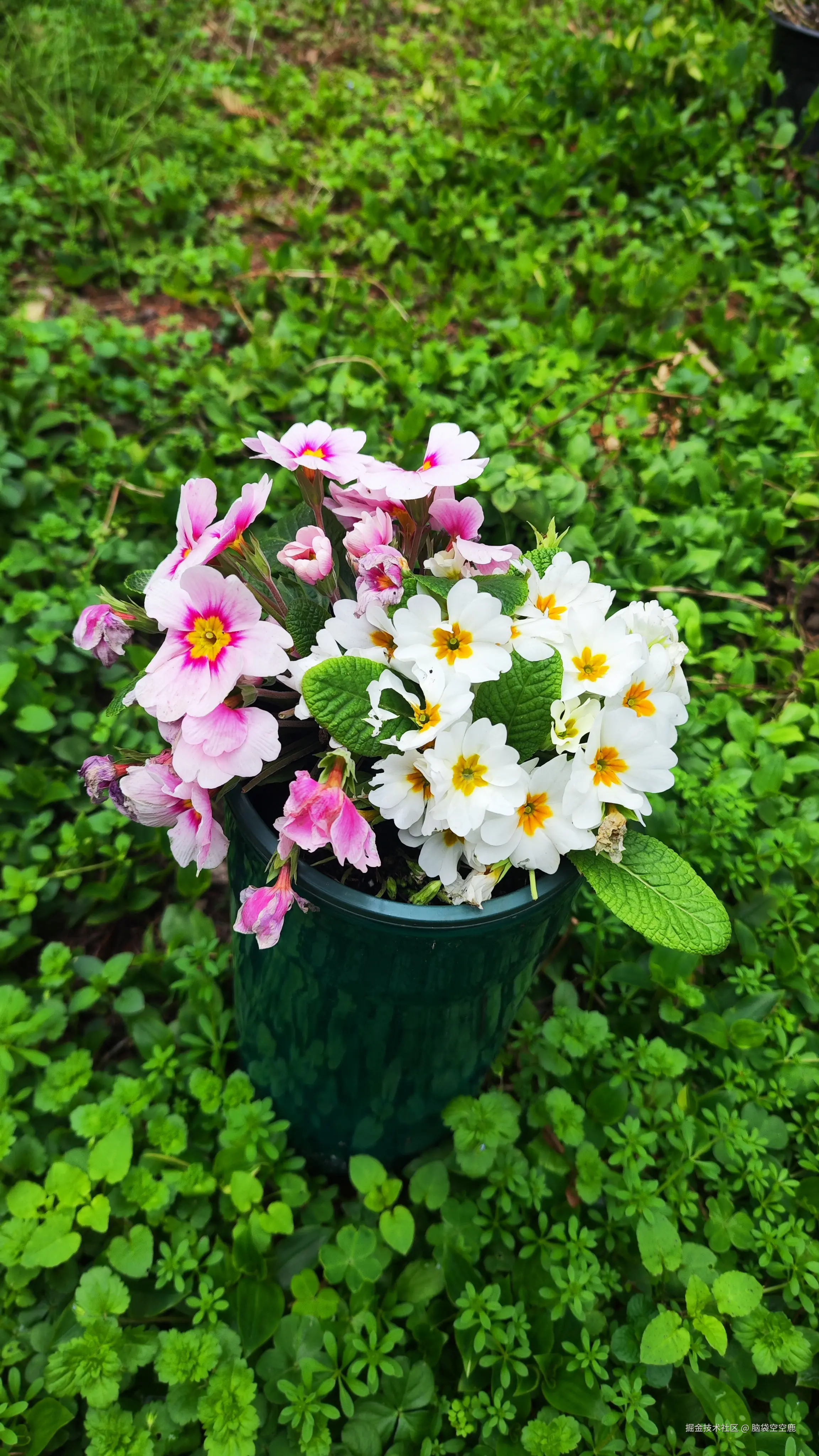 脑袋空空鹿于2026-02-25 15:41发布的图片