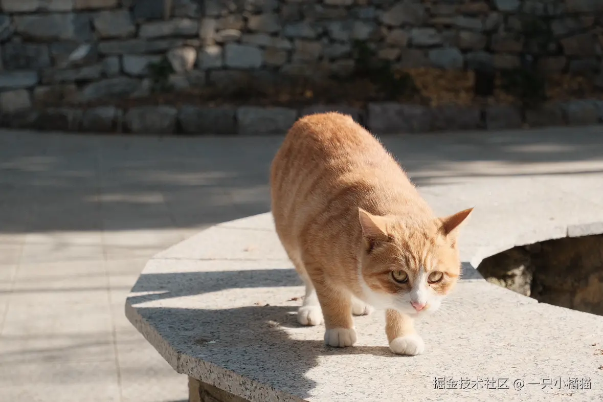 一只小橘猫于2024-11-17 08:56发布的图片