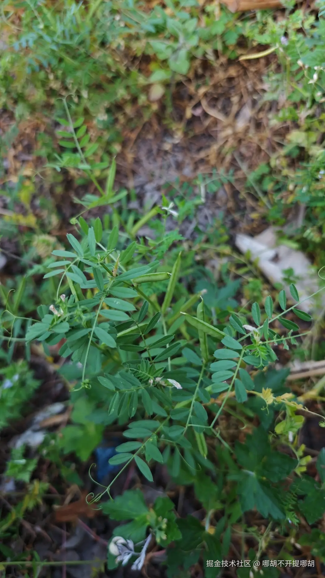 哪胡不开提哪胡于2025-04-30 08:52发布的图片