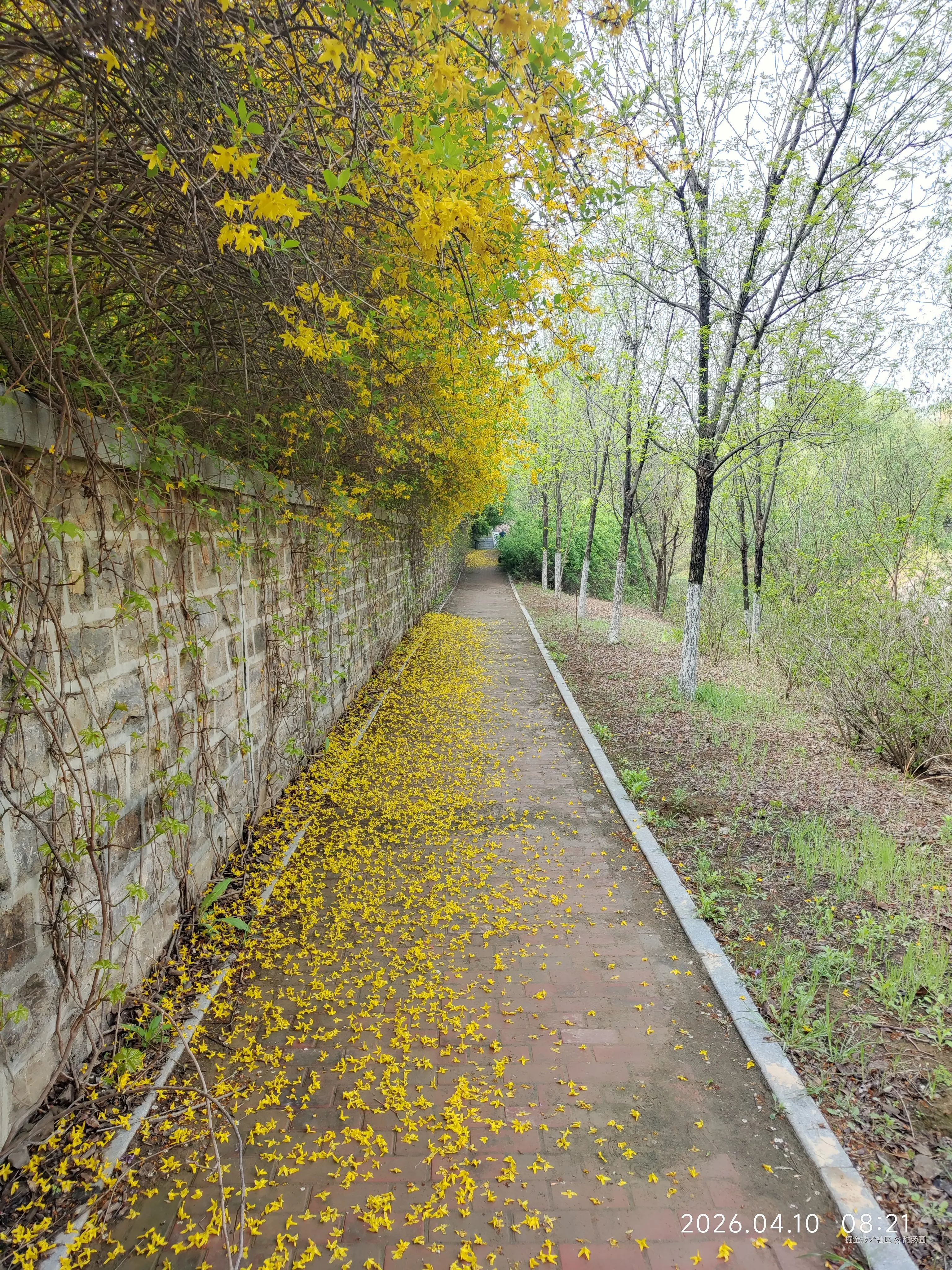 甜汤圆于2026-04-10 08:33发布的图片