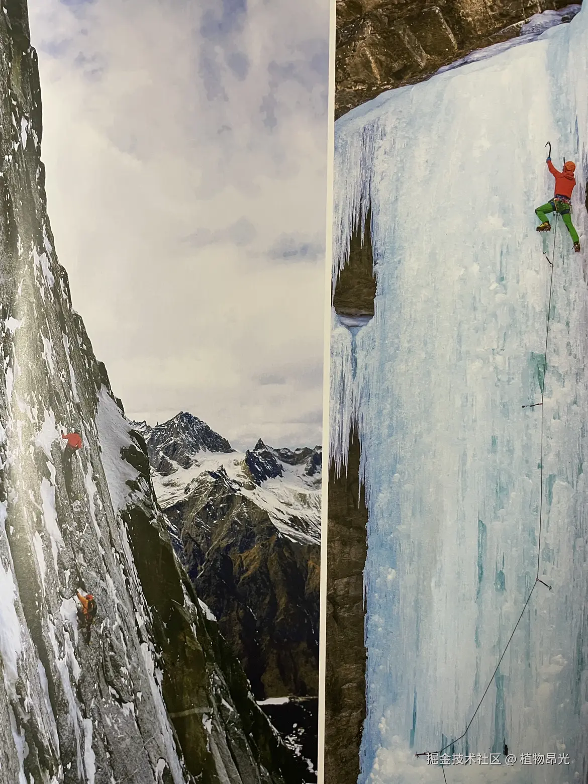 植物昂光于2026-03-16 20:38发布的图片