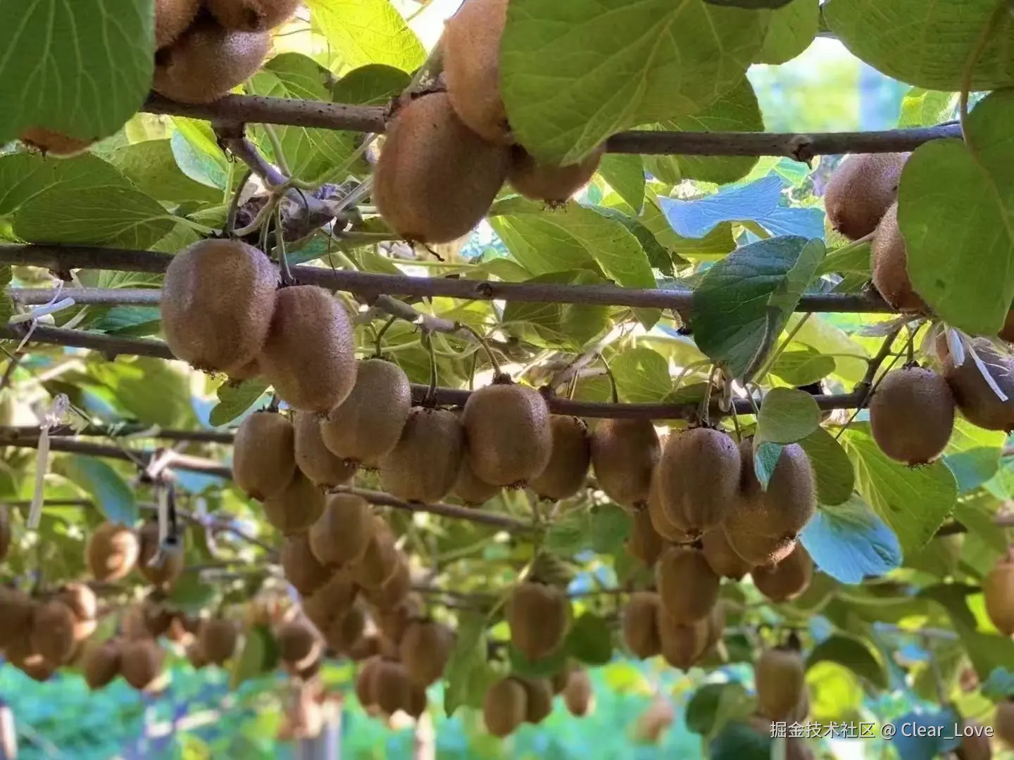 Clear_Love于2024-08-27 16:03发布的图片