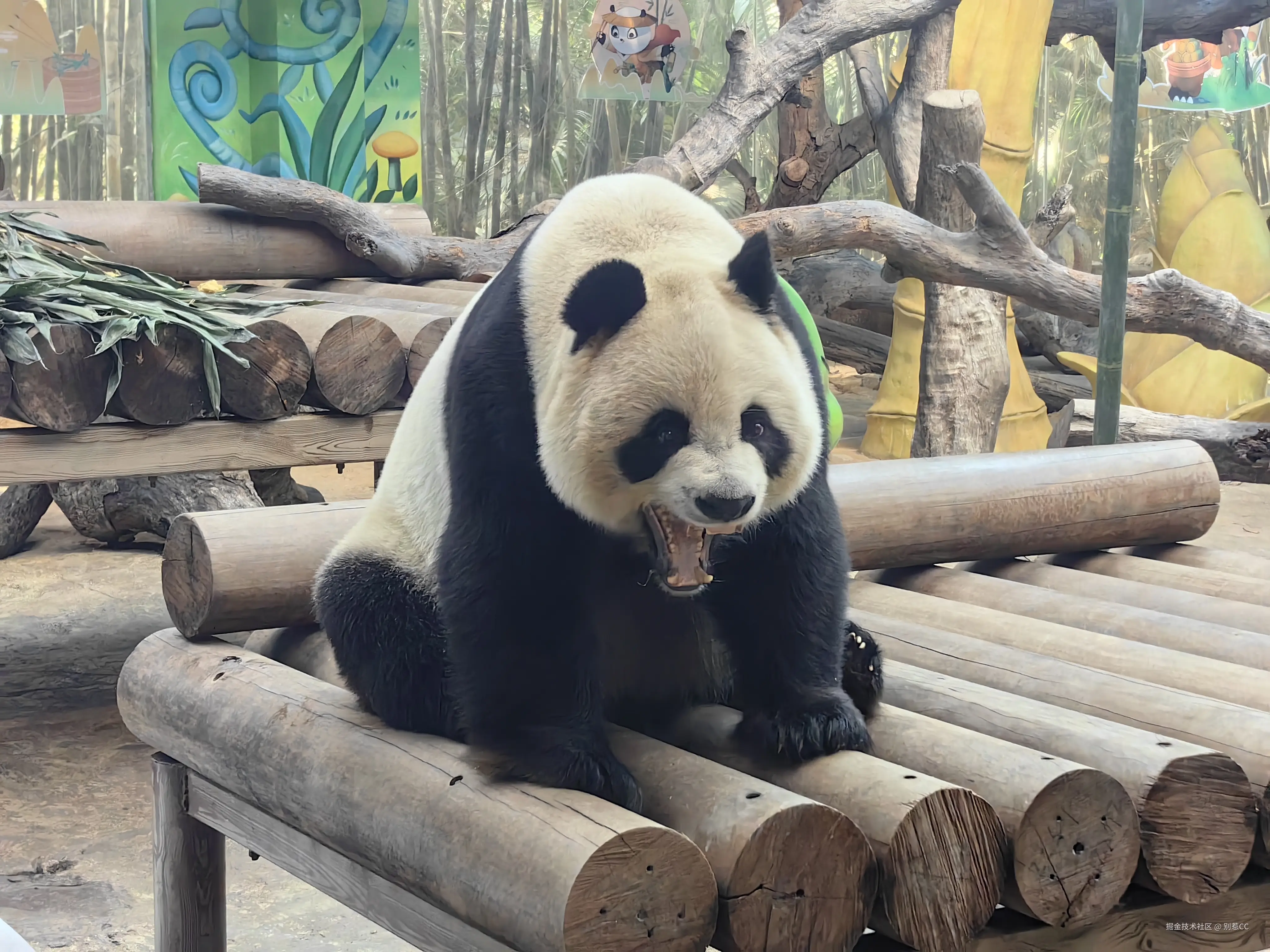 别惹CC于2025-02-13 09:49发布的图片