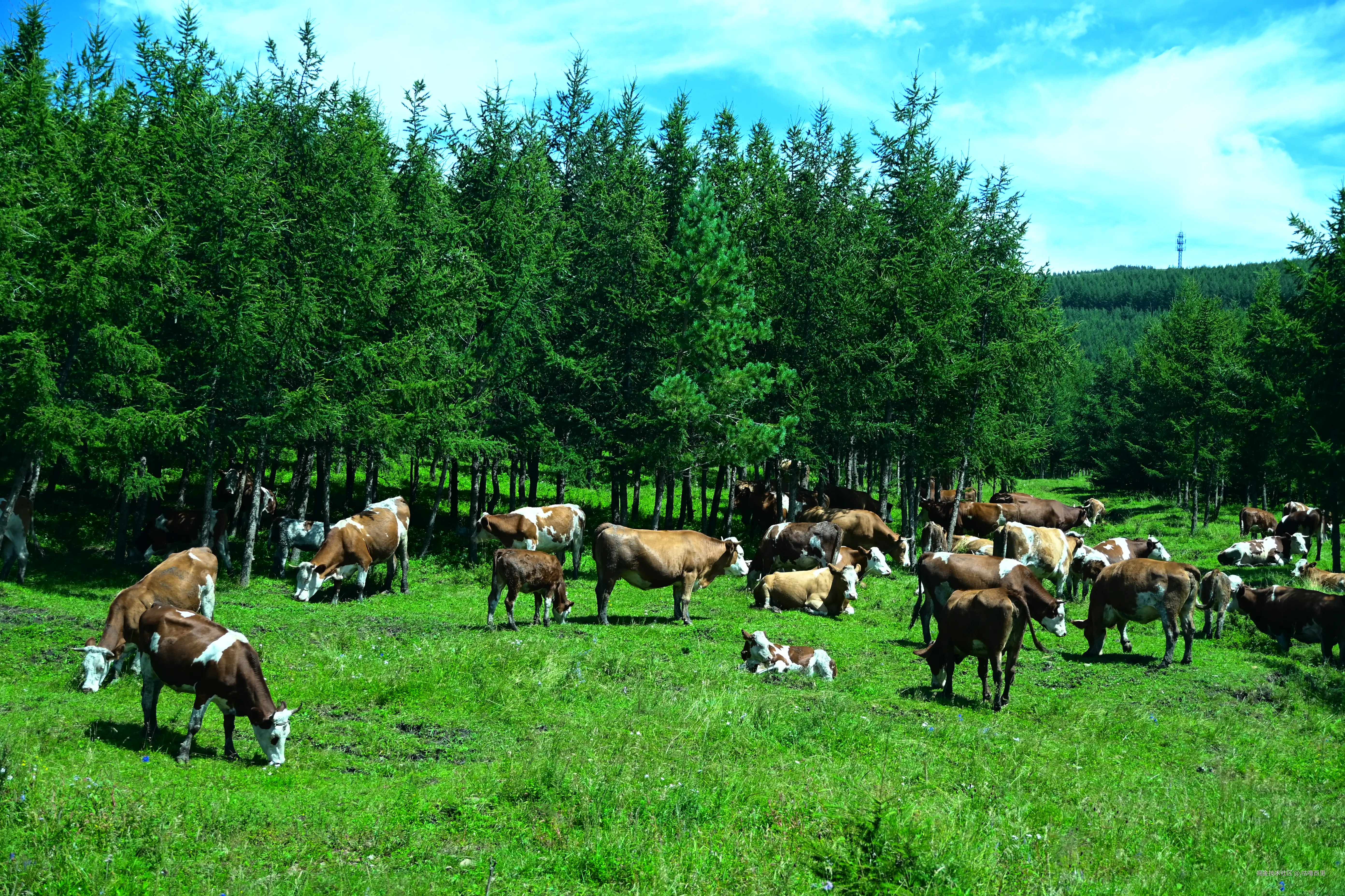 咕噜西里于2025-08-29 13:42发布的图片