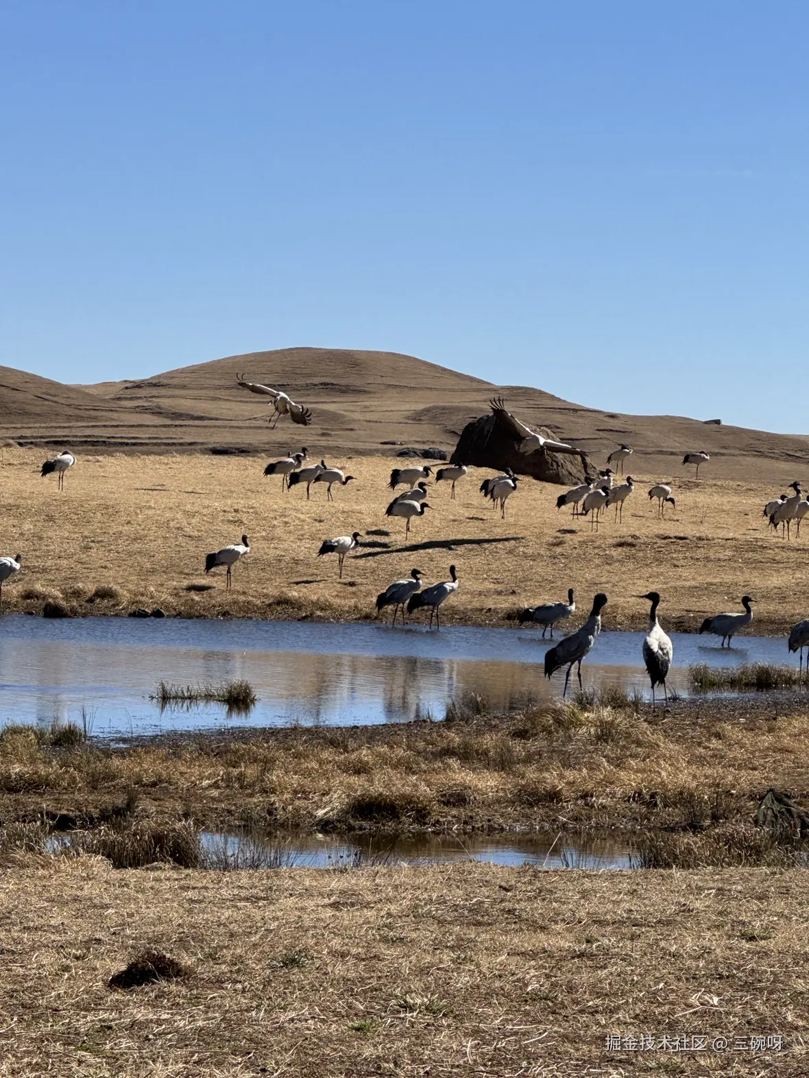 三碗呀于2026-03-05 13:33发布的图片