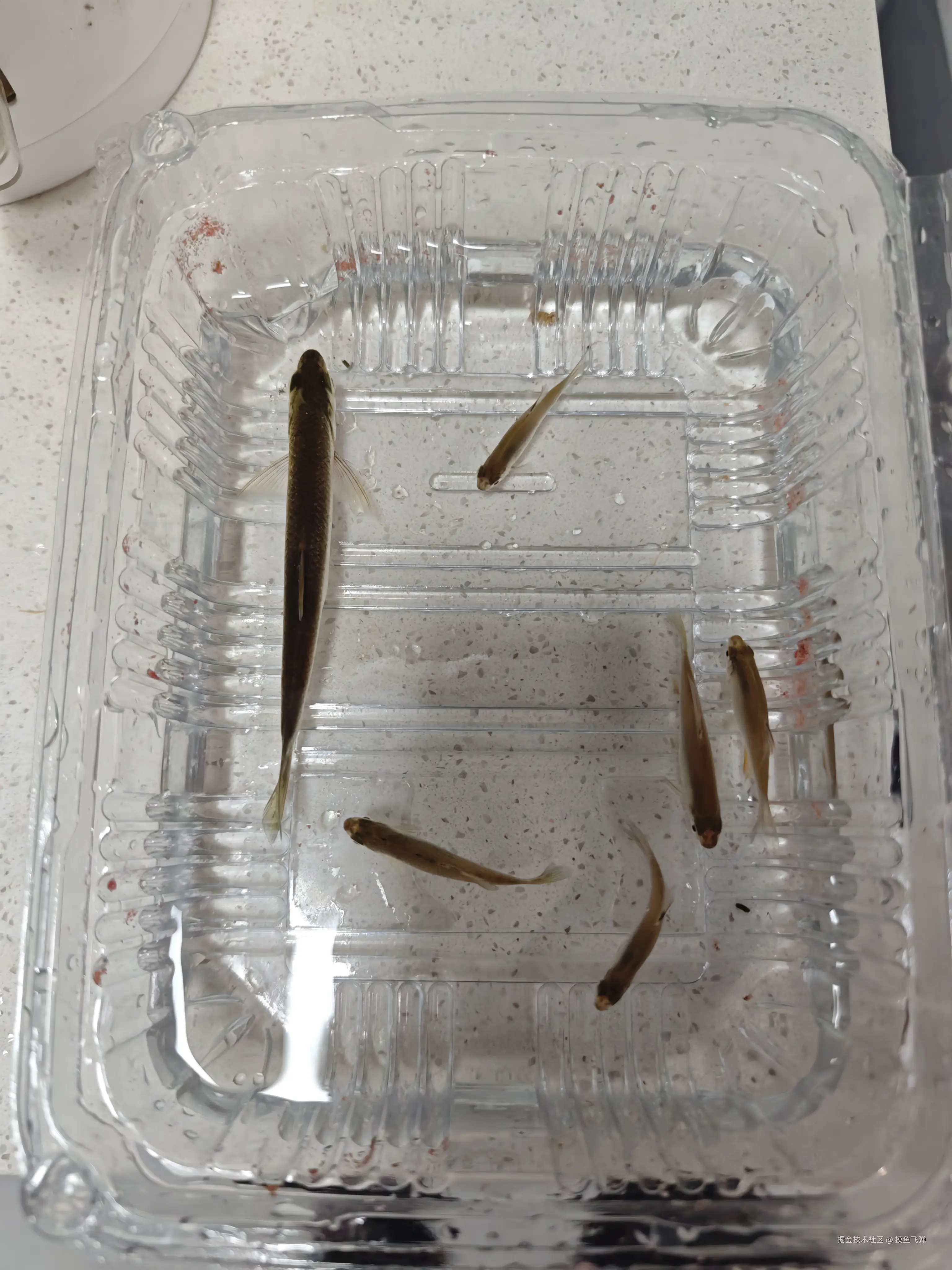 摸鱼飞弹于2025-10-13 09:38发布的图片