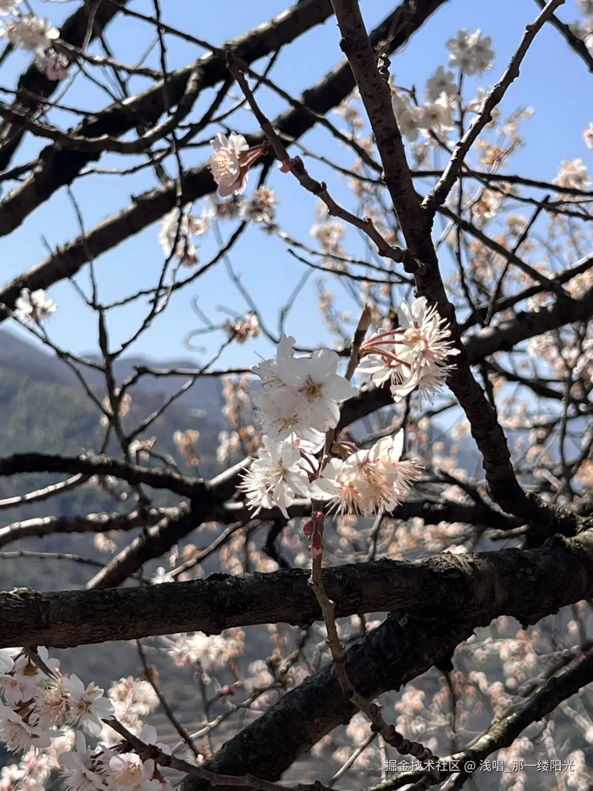 浅唱_那一缕阳光于2026-04-01 10:01发布的图片