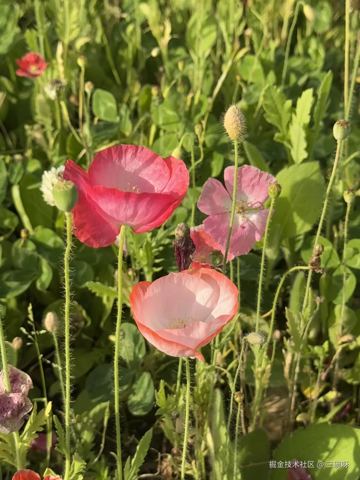 三碗呀于2025-05-08 15:17发布的图片