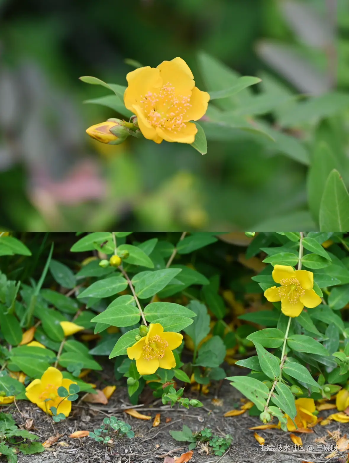 三碗呀于2025-05-19 11:49发布的图片