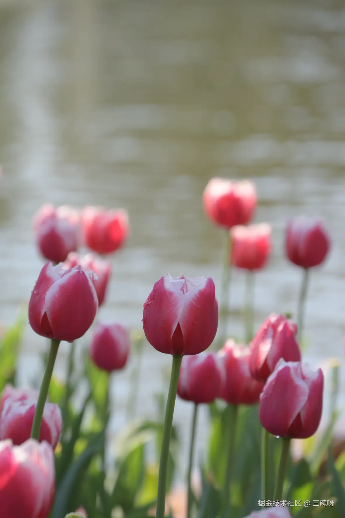 三碗呀于2026-03-06 10:27发布的图片