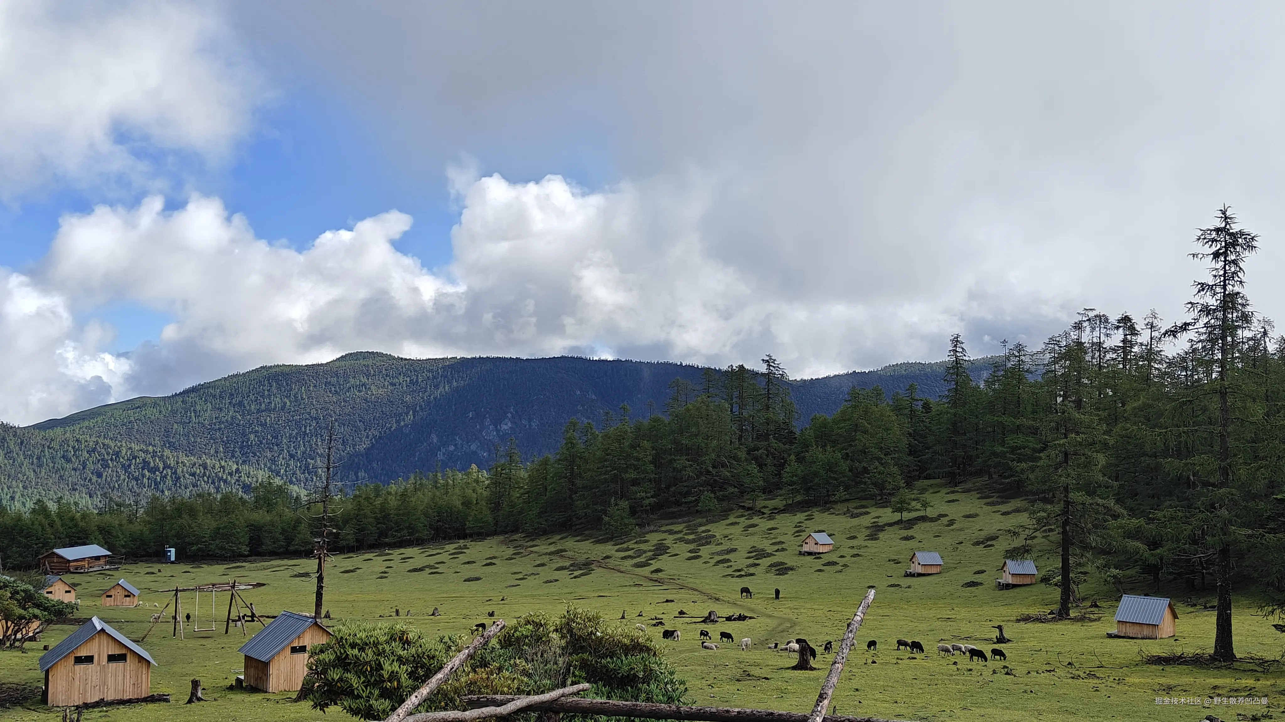 野生散养凹凸曼于2025-07-02 16:44发布的图片