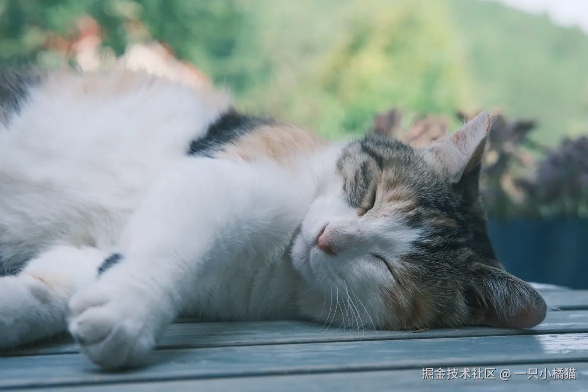 一只小橘猫于2025-07-21 00:45发布的图片