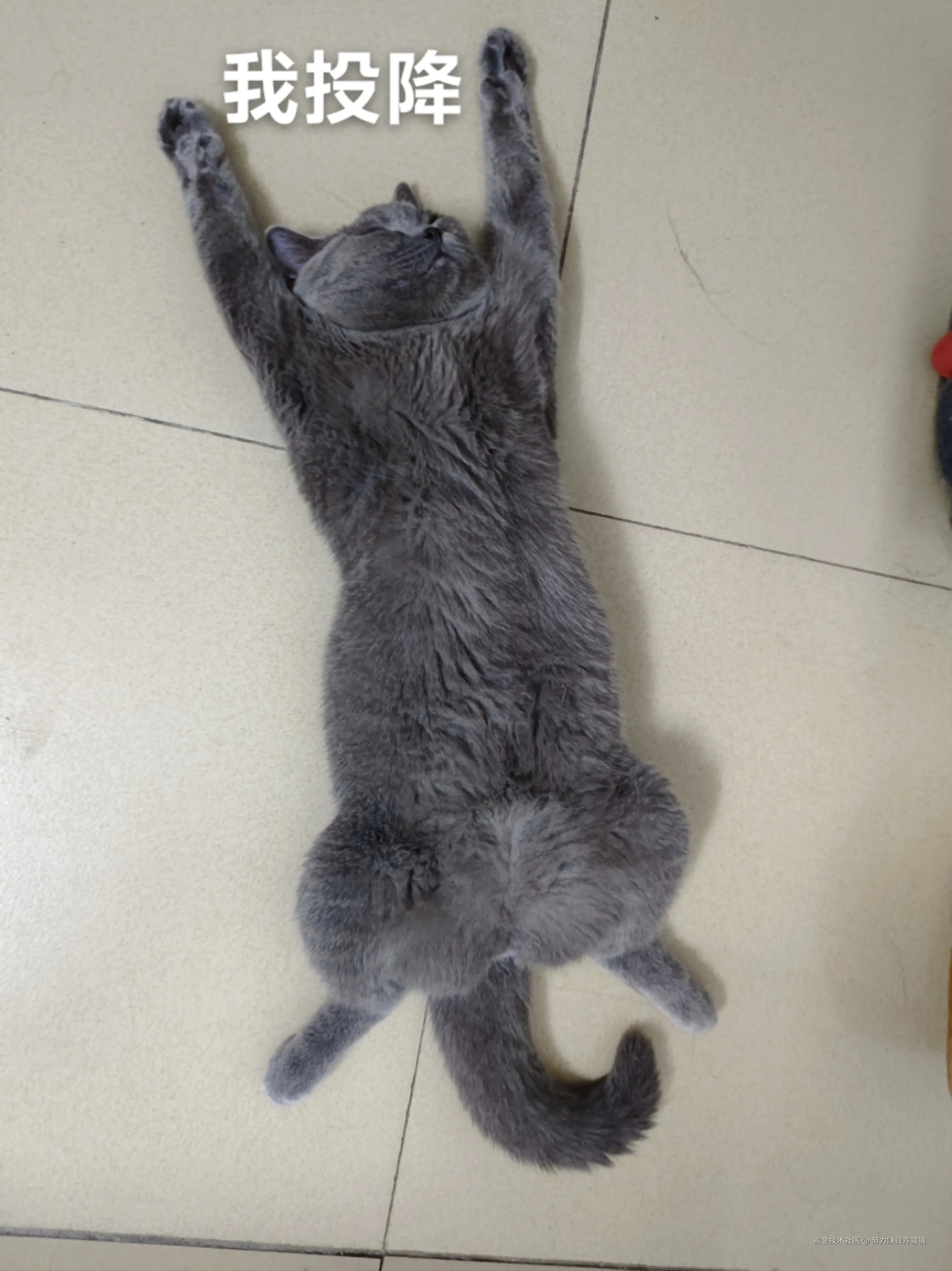 努力赚钱养猫猫于2024-12-07 10:07发布的图片