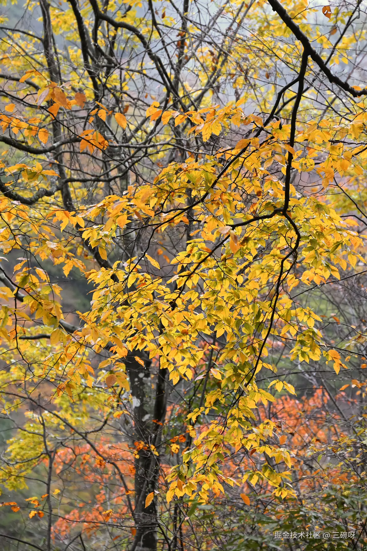 三碗呀于2024-10-28 14:26发布的图片