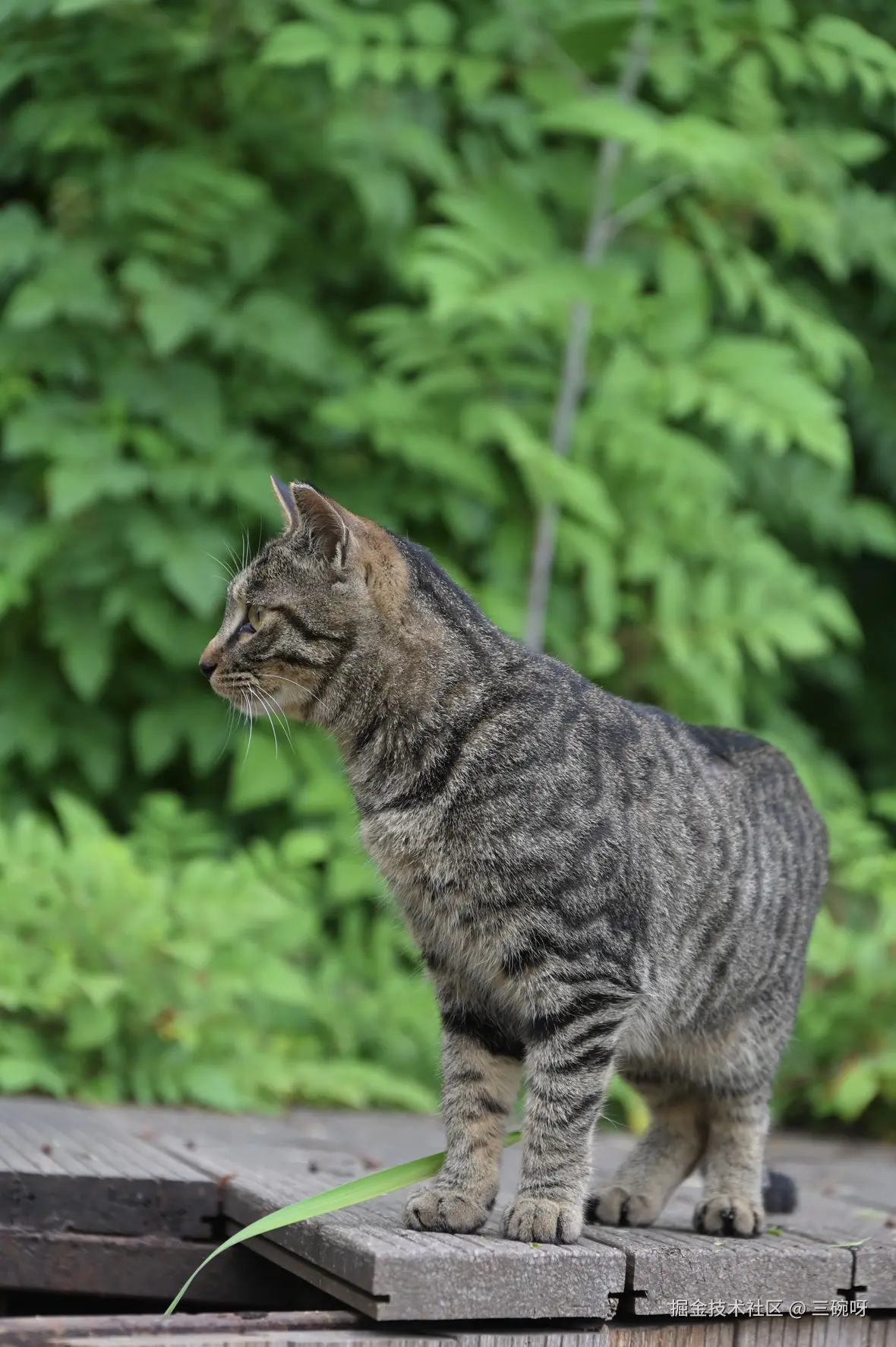 三碗呀于2025-05-19 11:49发布的图片