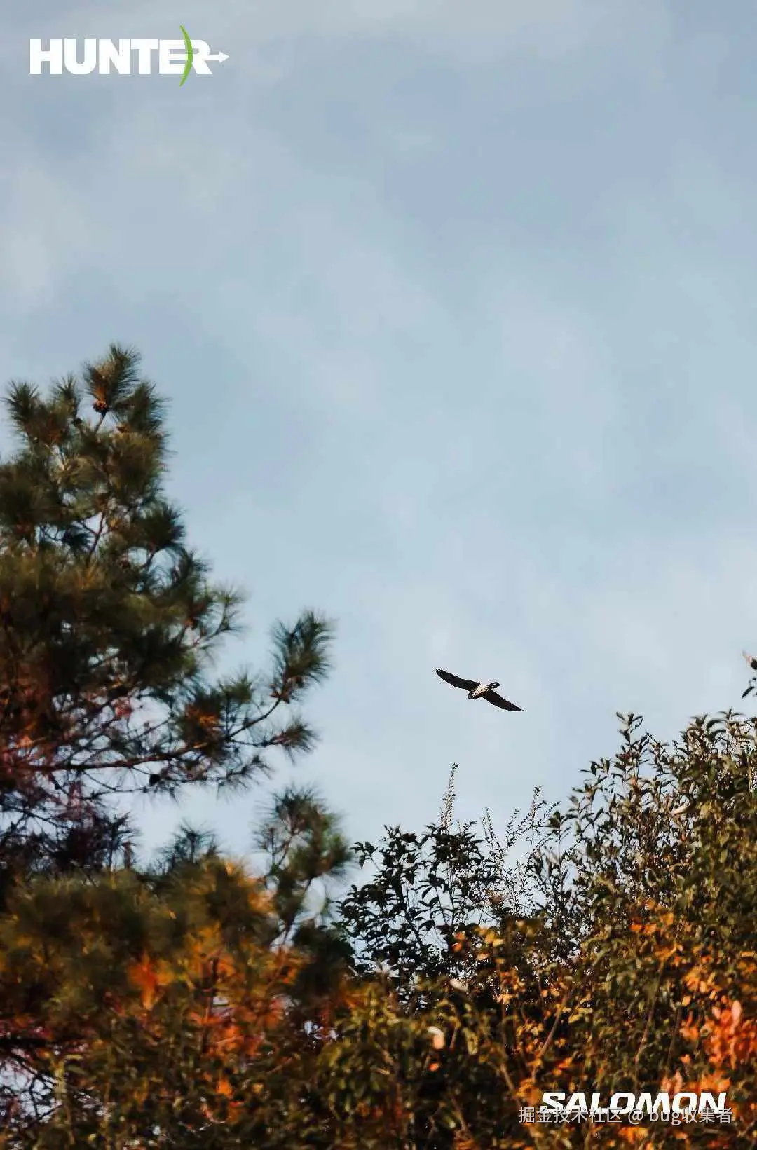 bug收集者于2025-12-01 11:25发布的图片