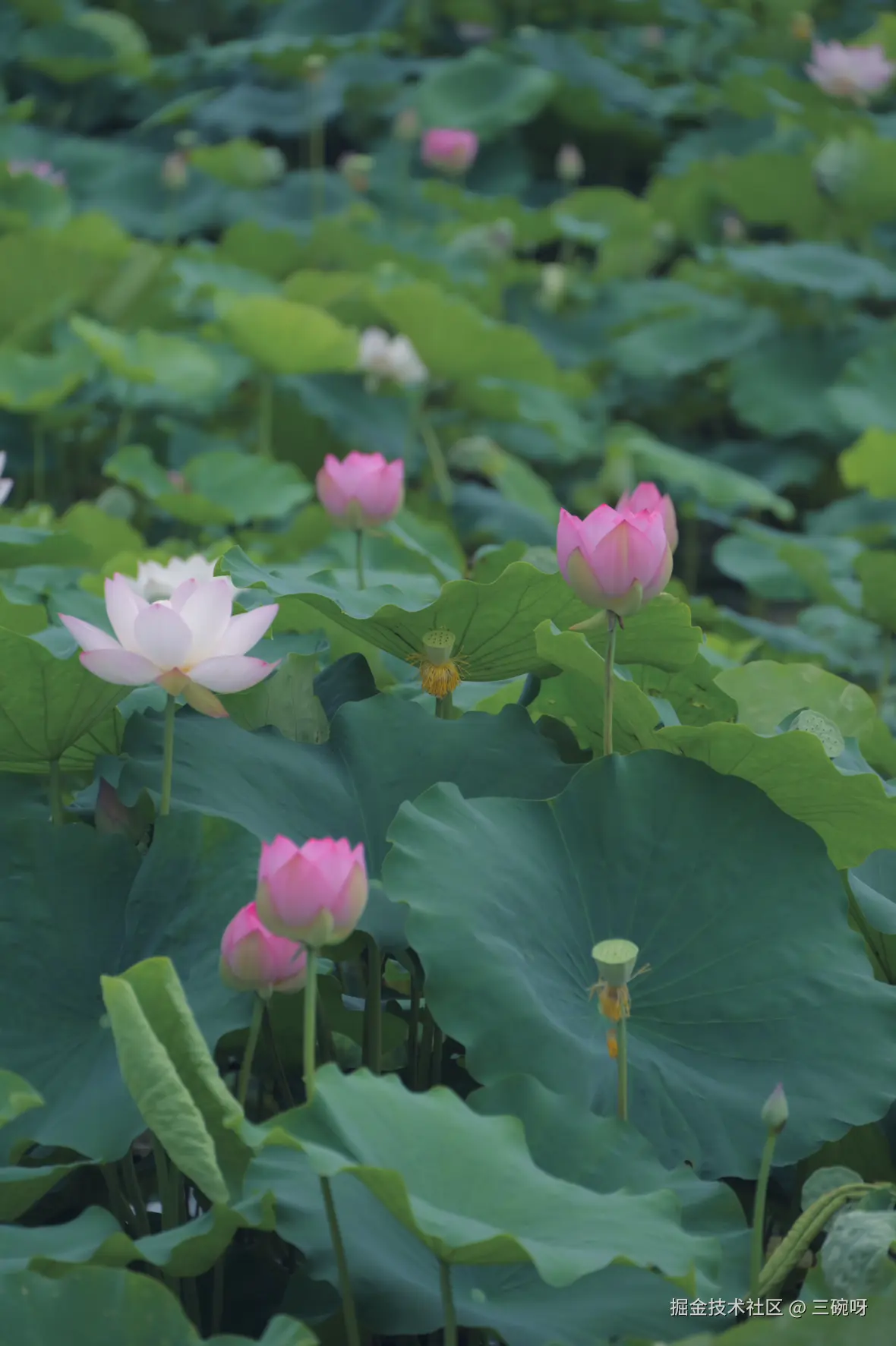 三碗呀于2026-07-13 06:14发布的图片