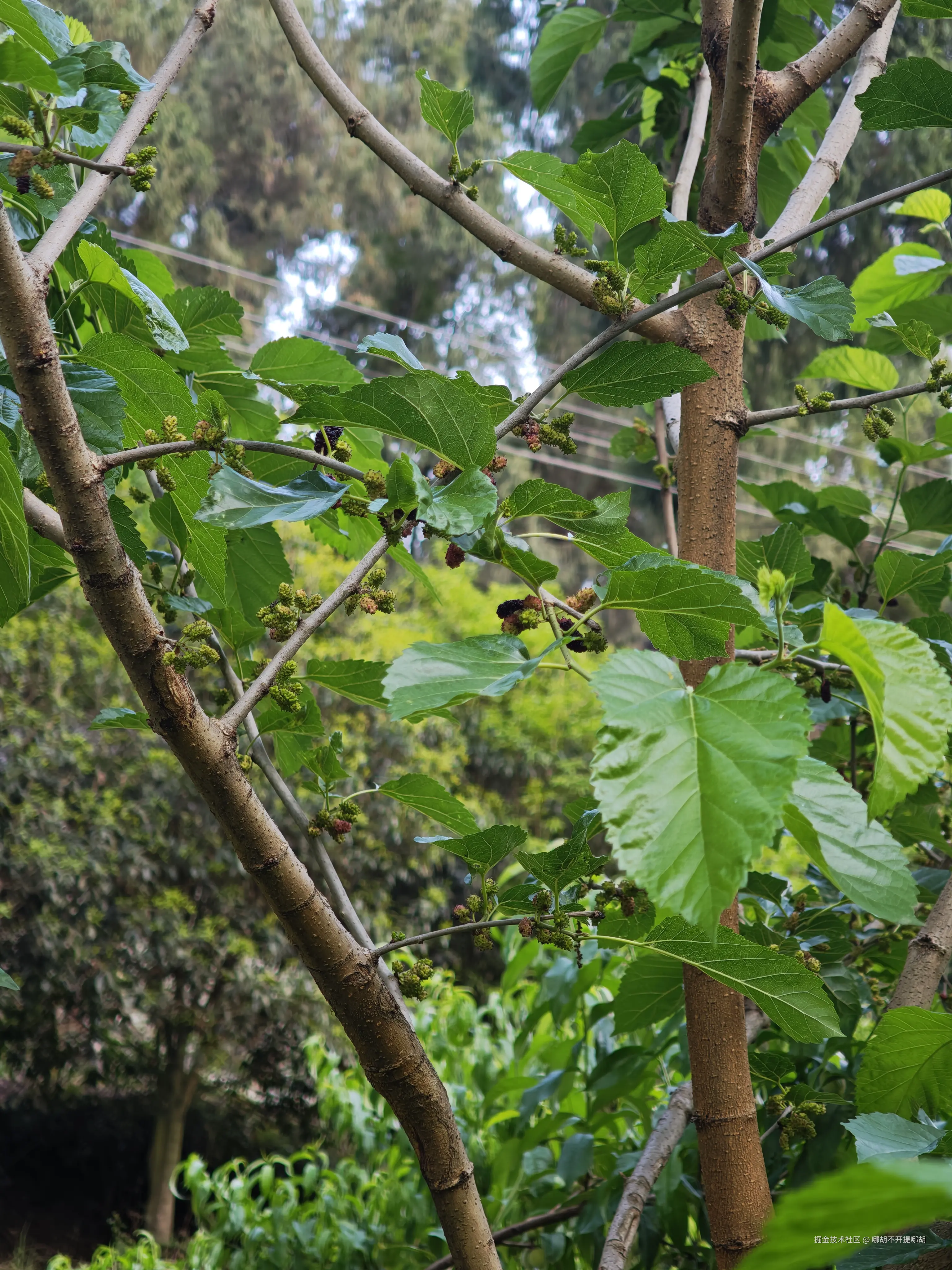 哪胡不开提哪胡于2025-04-30 08:52发布的图片