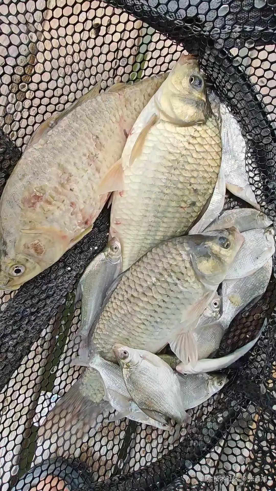 张鑫旭于2025-08-06 14:20发布的图片