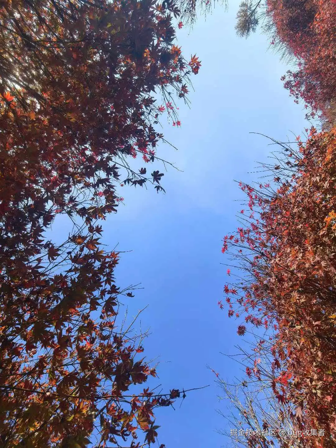 bug收集者于2025-11-17 13:02发布的图片