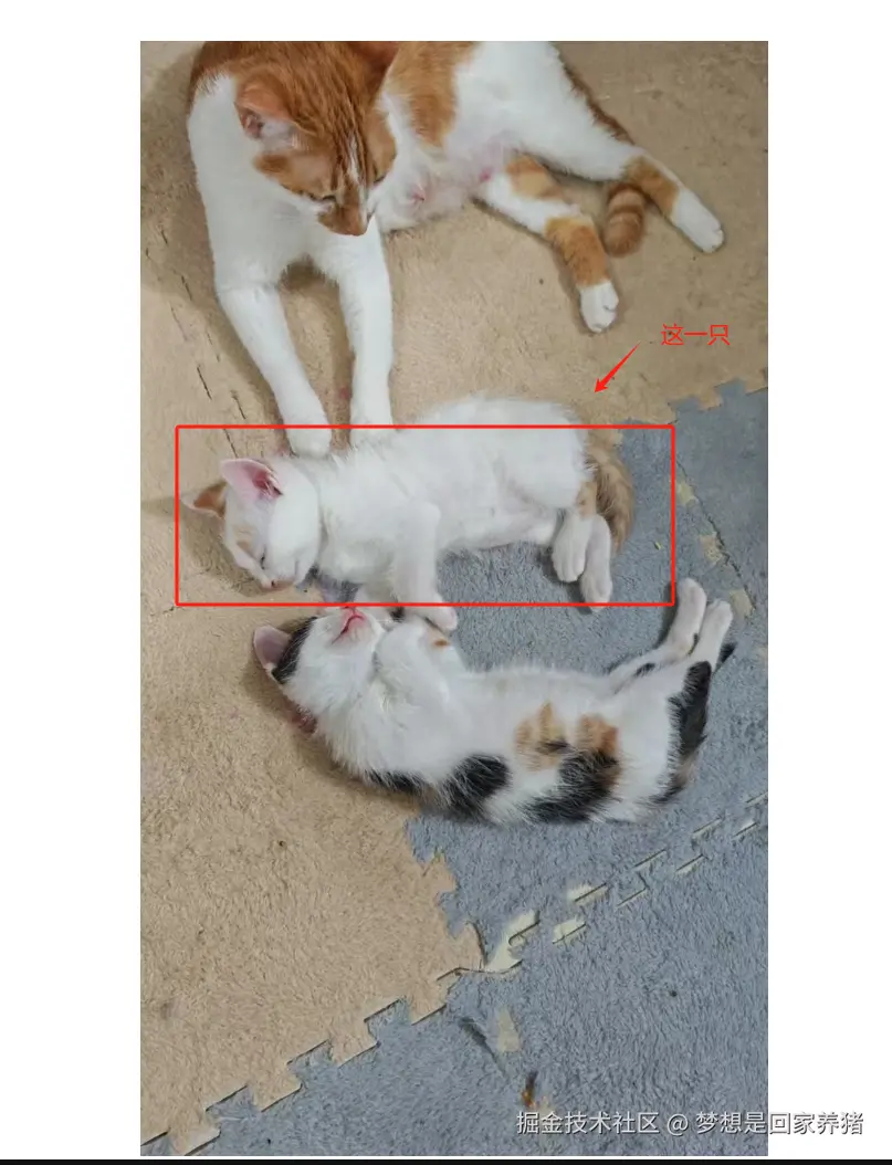 梦想是回家养猪于2025-04-21 13:53发布的图片