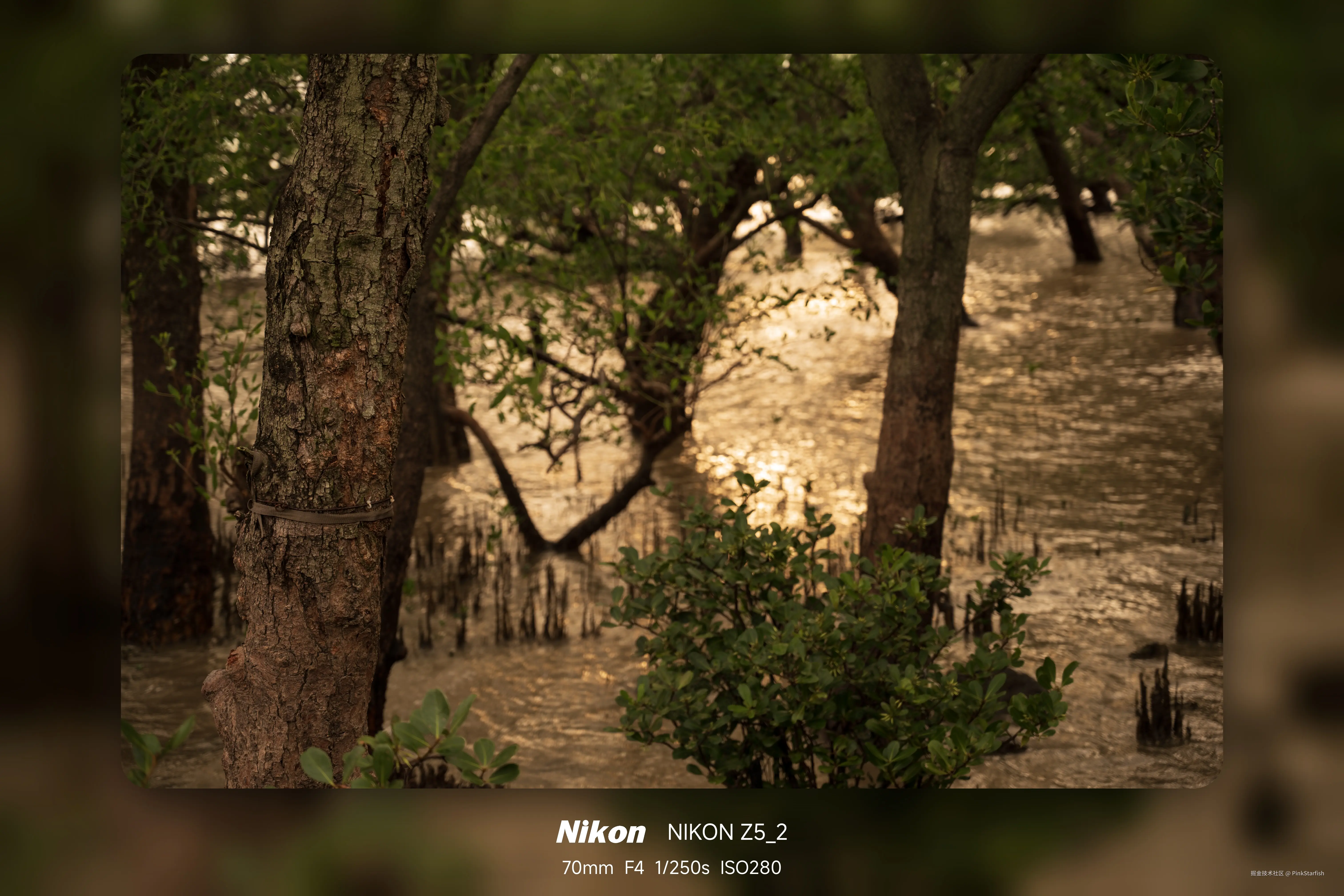 PinkStarfish于2025-06-04 10:37发布的图片