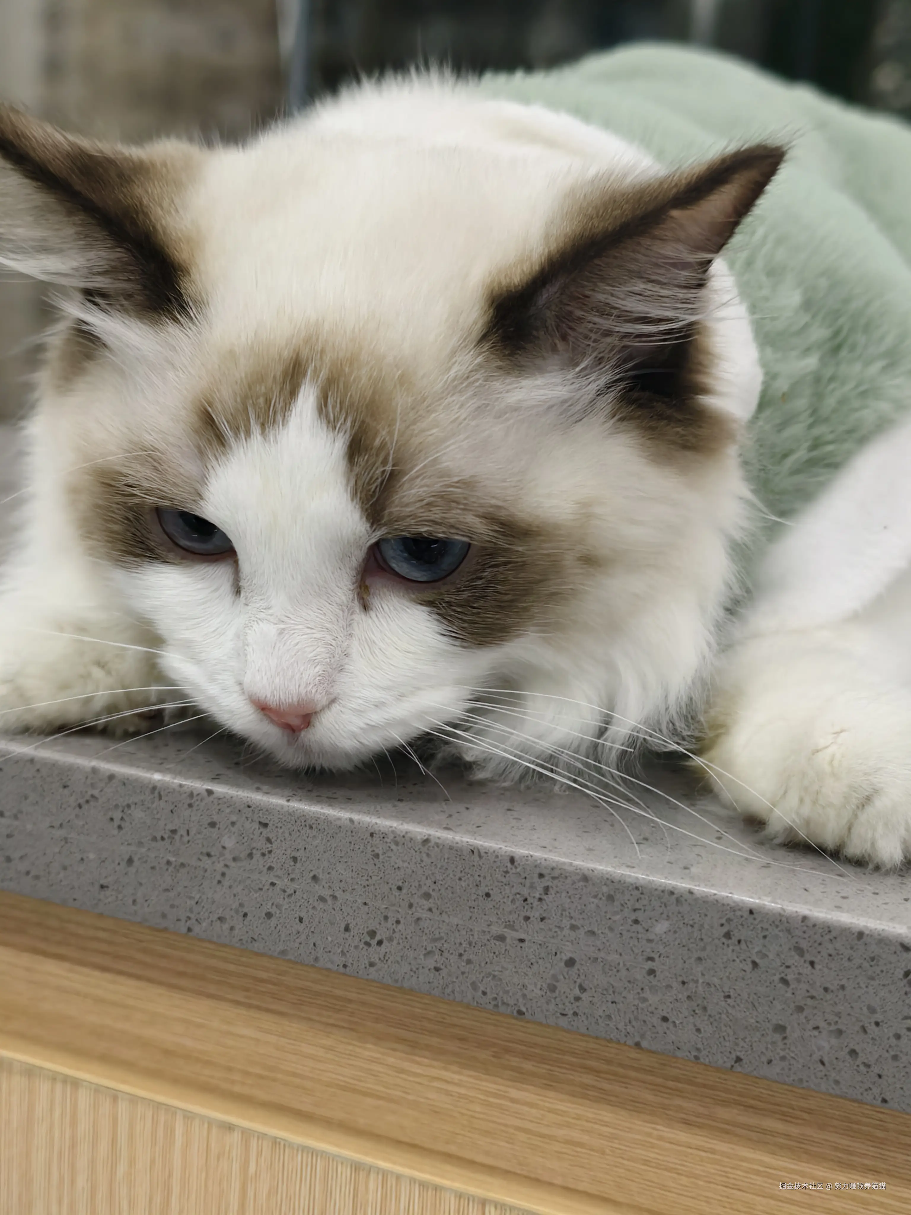 努力赚钱养猫猫于2024-12-09 06:28发布的图片