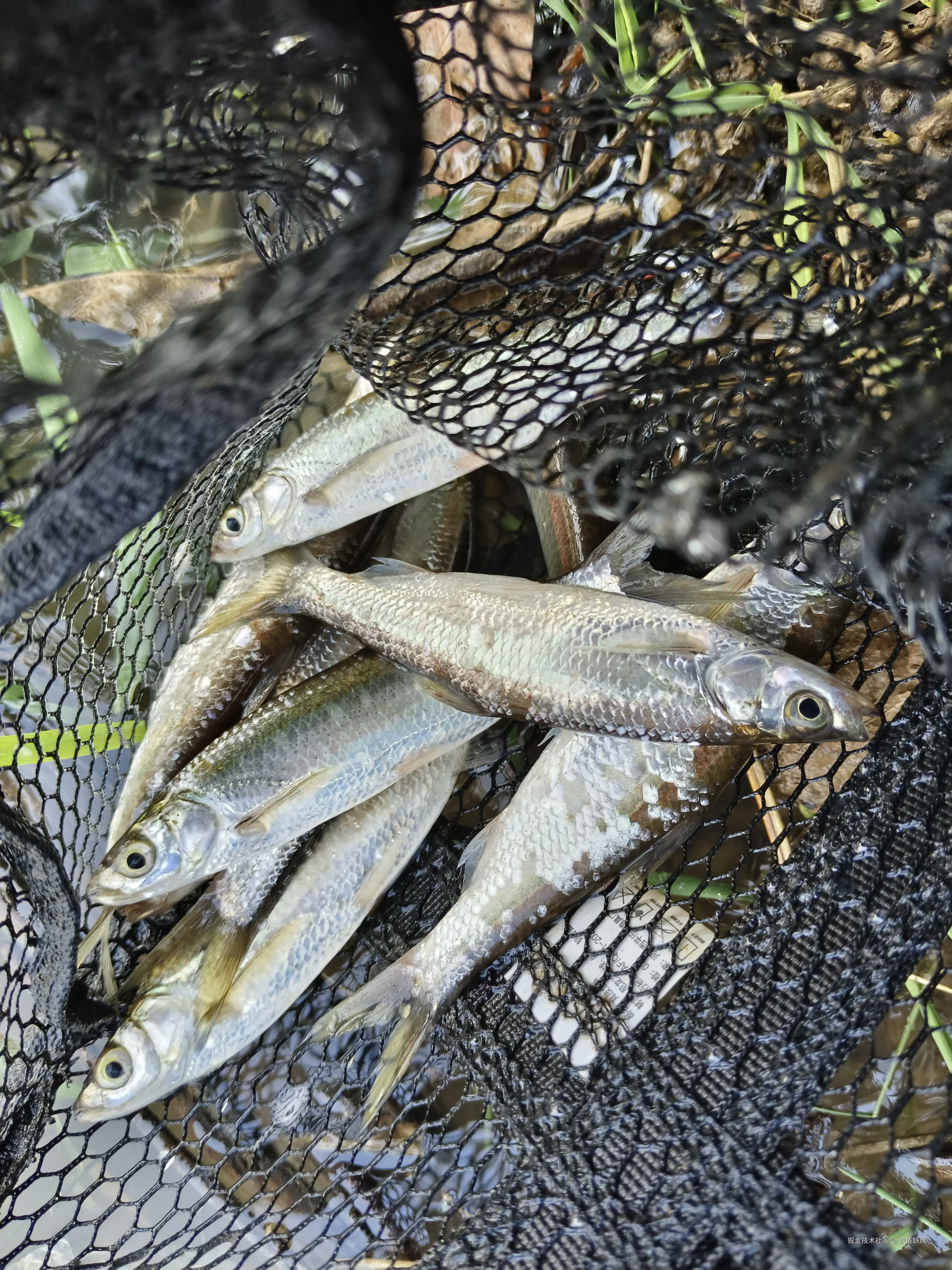 依依妖妖于2025-04-01 16:42发布的图片