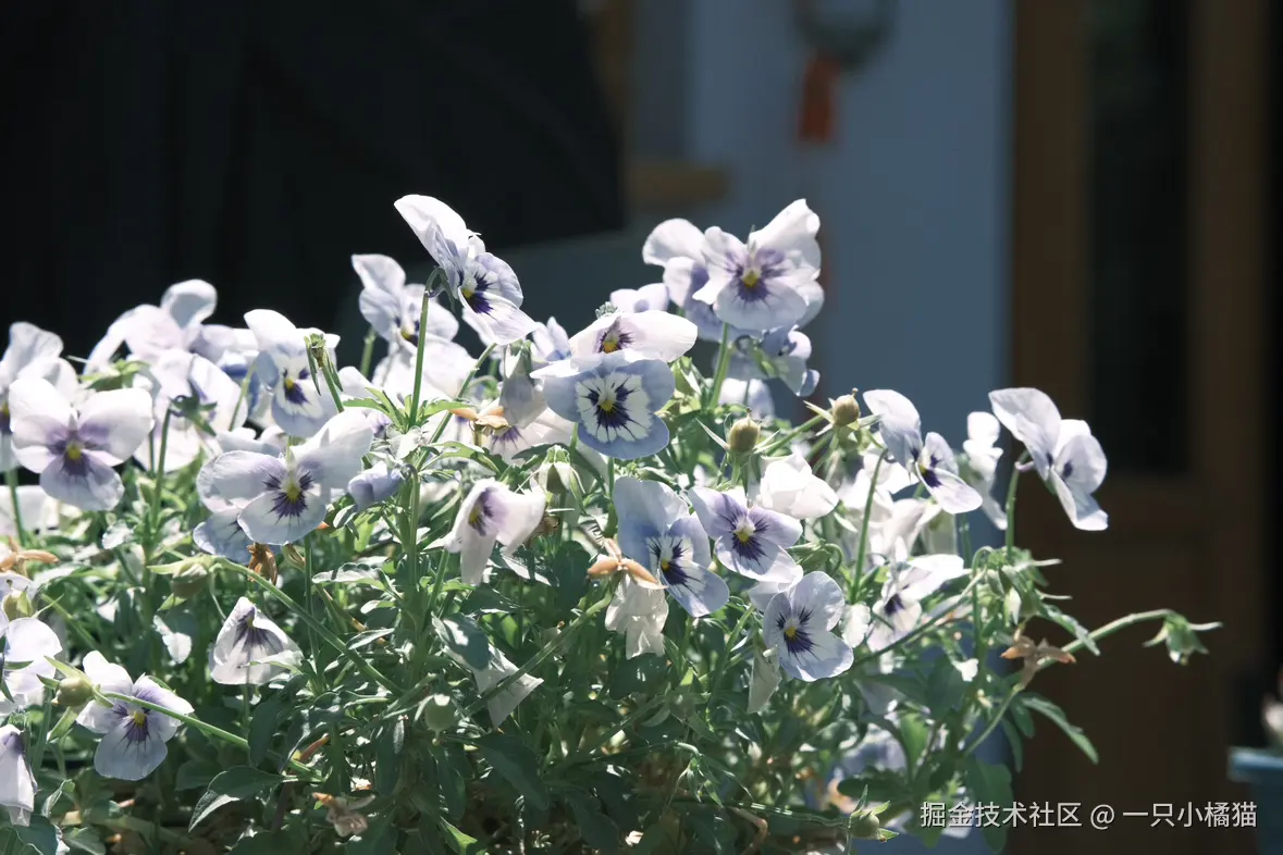 一只小橘猫于2025-05-12 12:13发布的图片